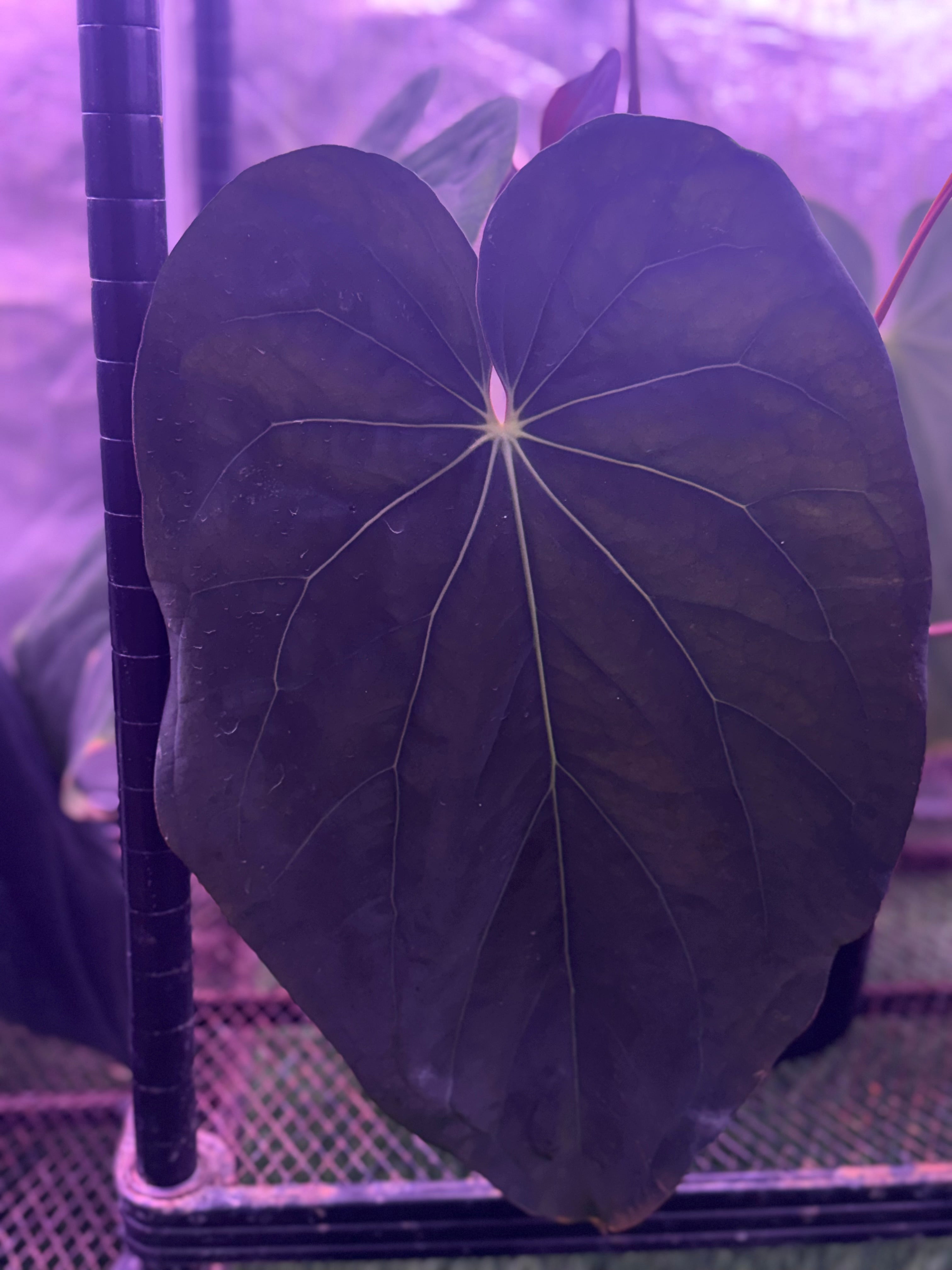 Anthurium carlablackiae Distrect x (BVEP x “Black Widow x Michelle”)