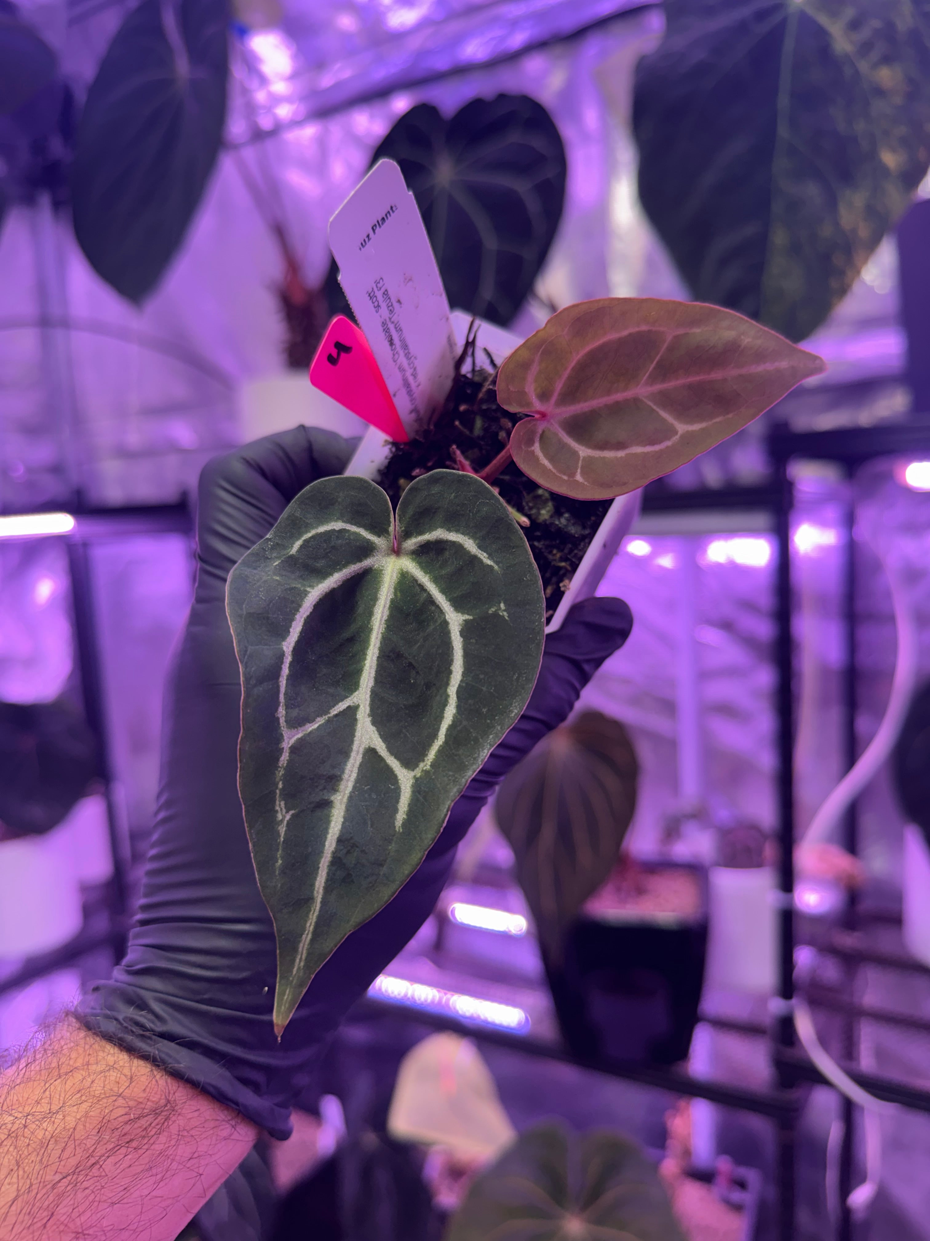 アンスリウム Chocolate x Red Crystal Anthurium Chocolate Crystal x Tezula Red Crystal – Buz Plants
