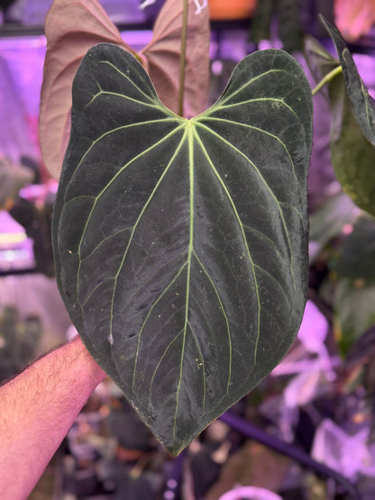 Anthurium ((carlablackiae x Dorito) x Panamama 2.0) x carlablackiae Buz1 x RA6#2