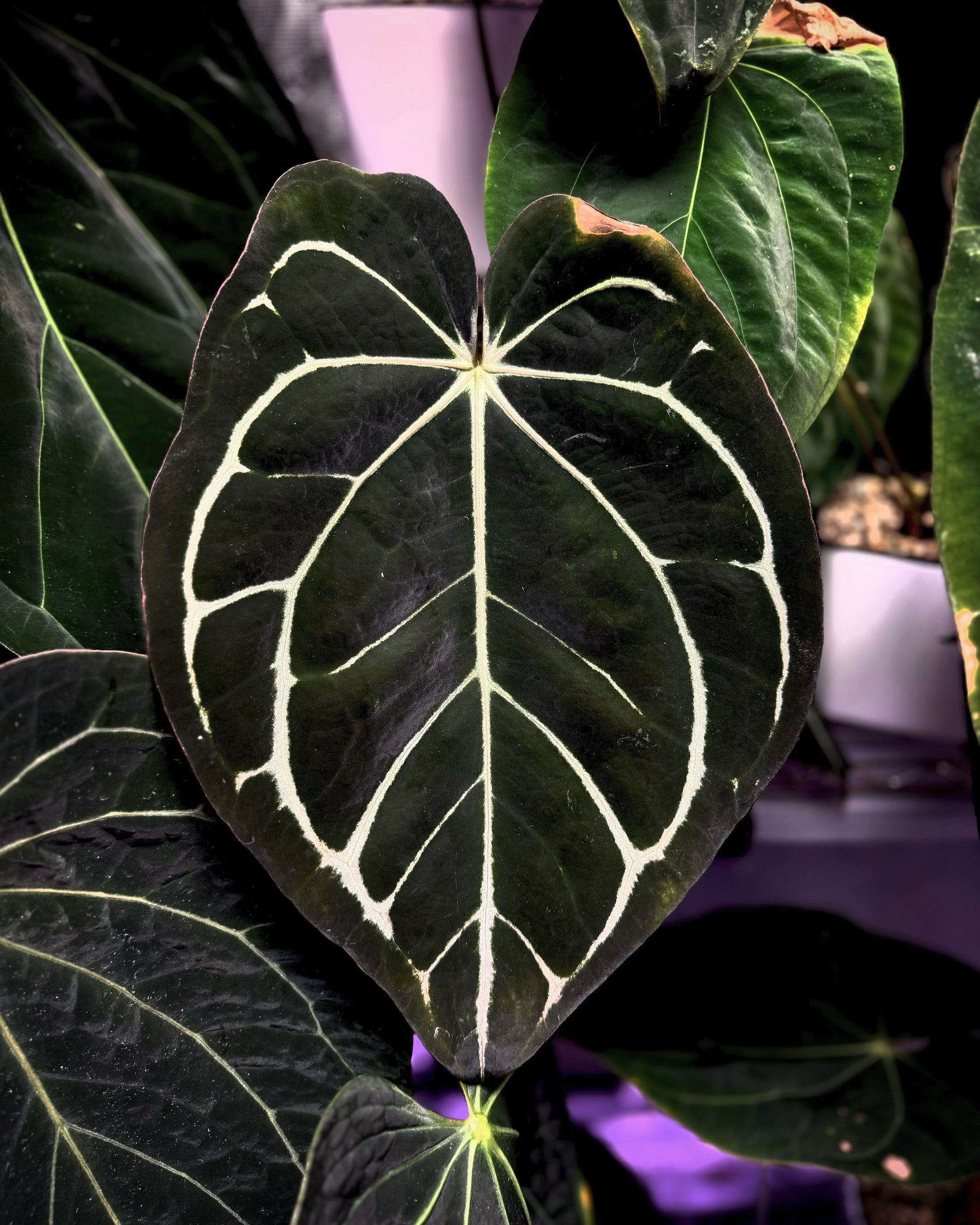Anthurium carlablackiae OG4 clone