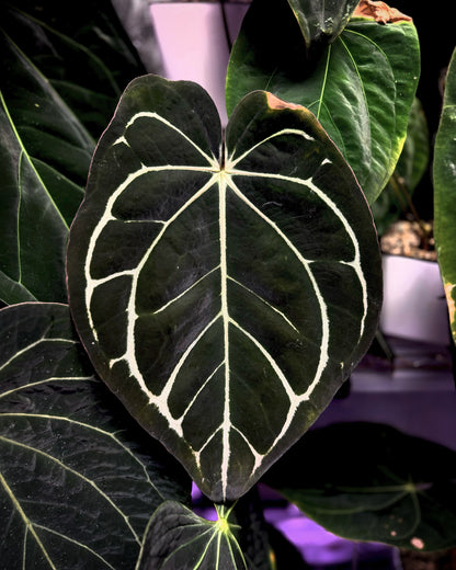 Anthurium carlablackiae OG4 clone