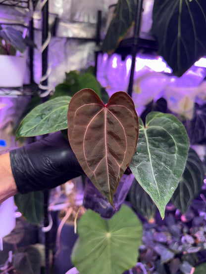 Anthurium Dorito x Tezula red crystal