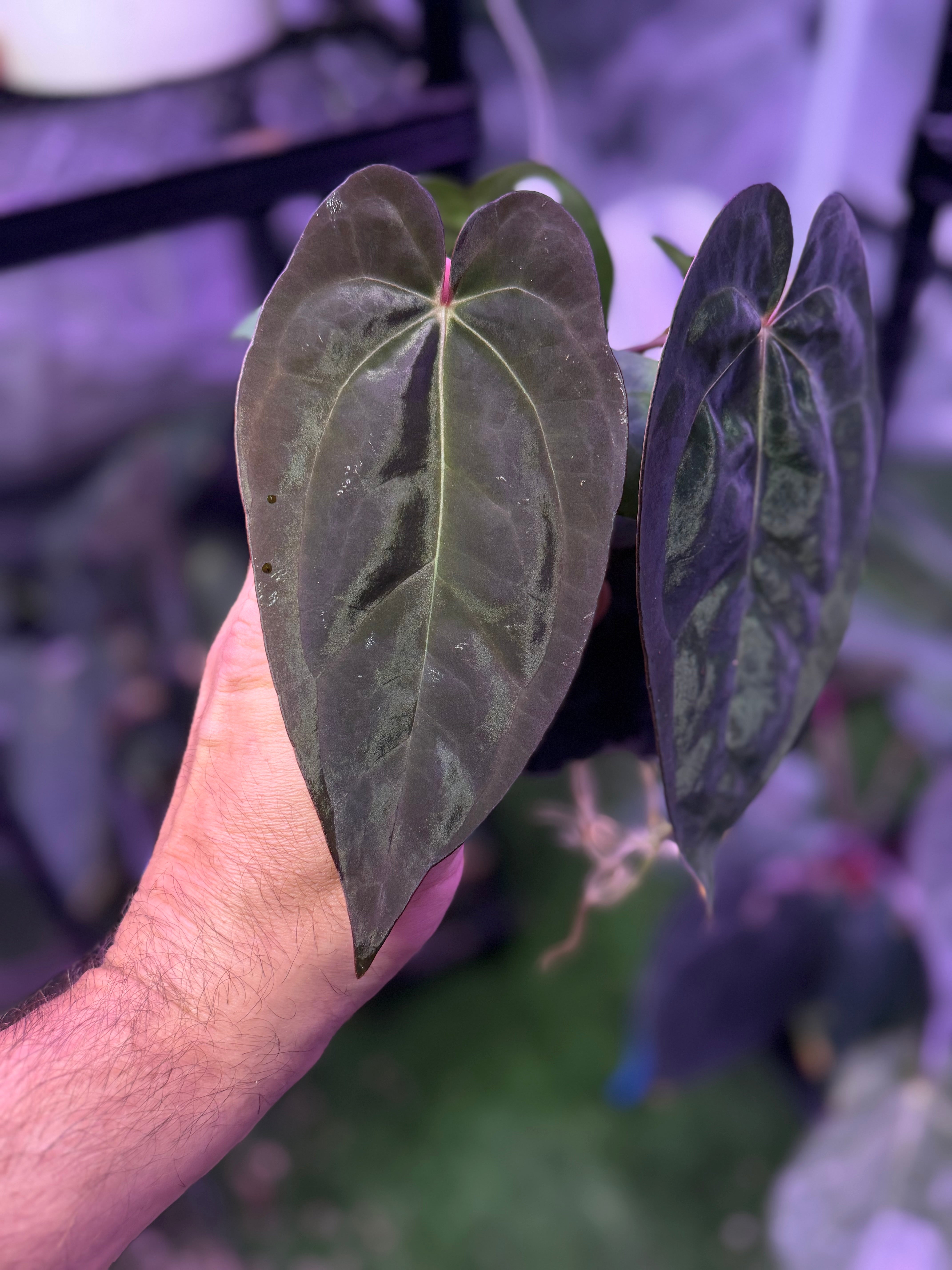 Anthurium Black Cherry x carlablackiae RA8