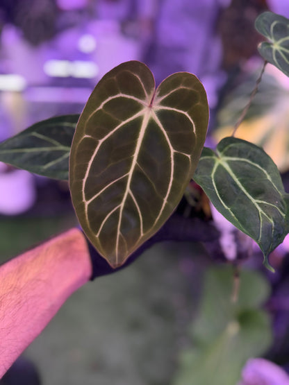 Anthurium Stripey x carlablackiae RA6