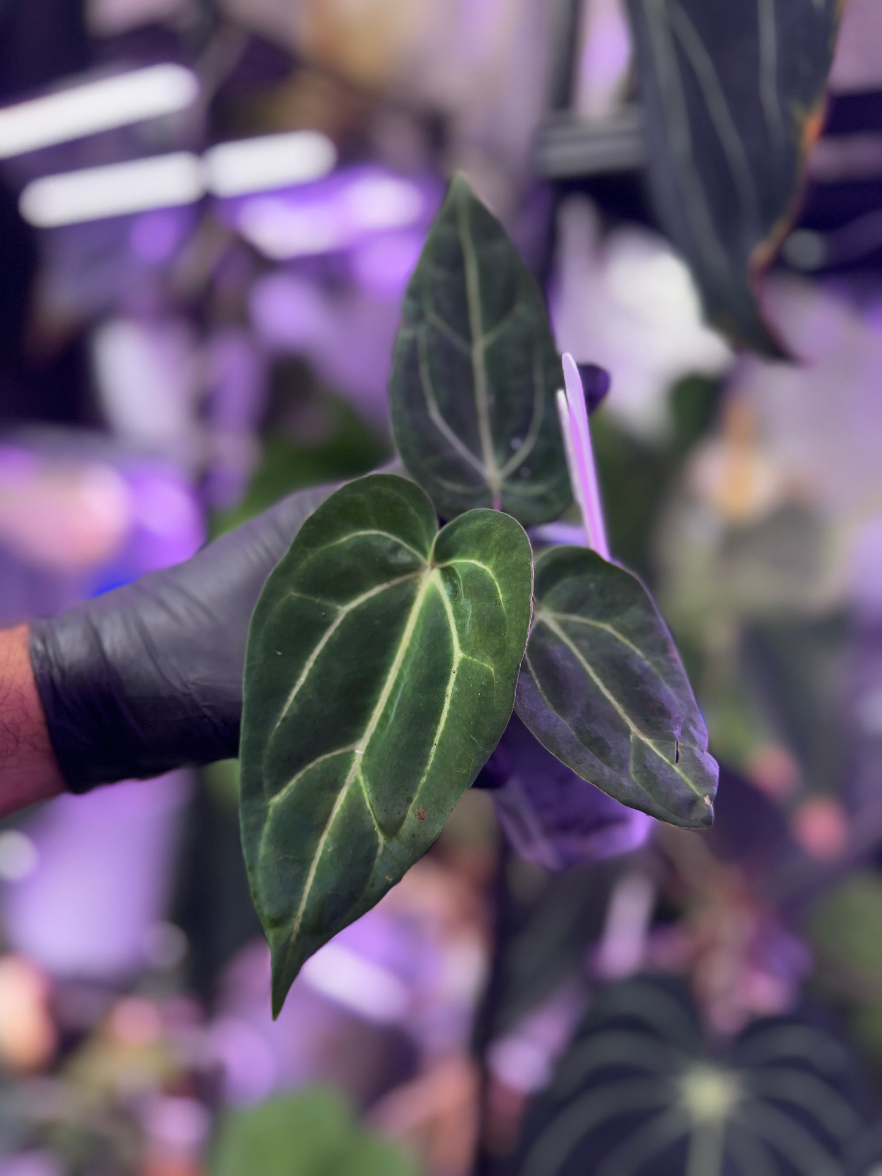 Anthurium carlablackiae x “Black Widow x Michelle” F1