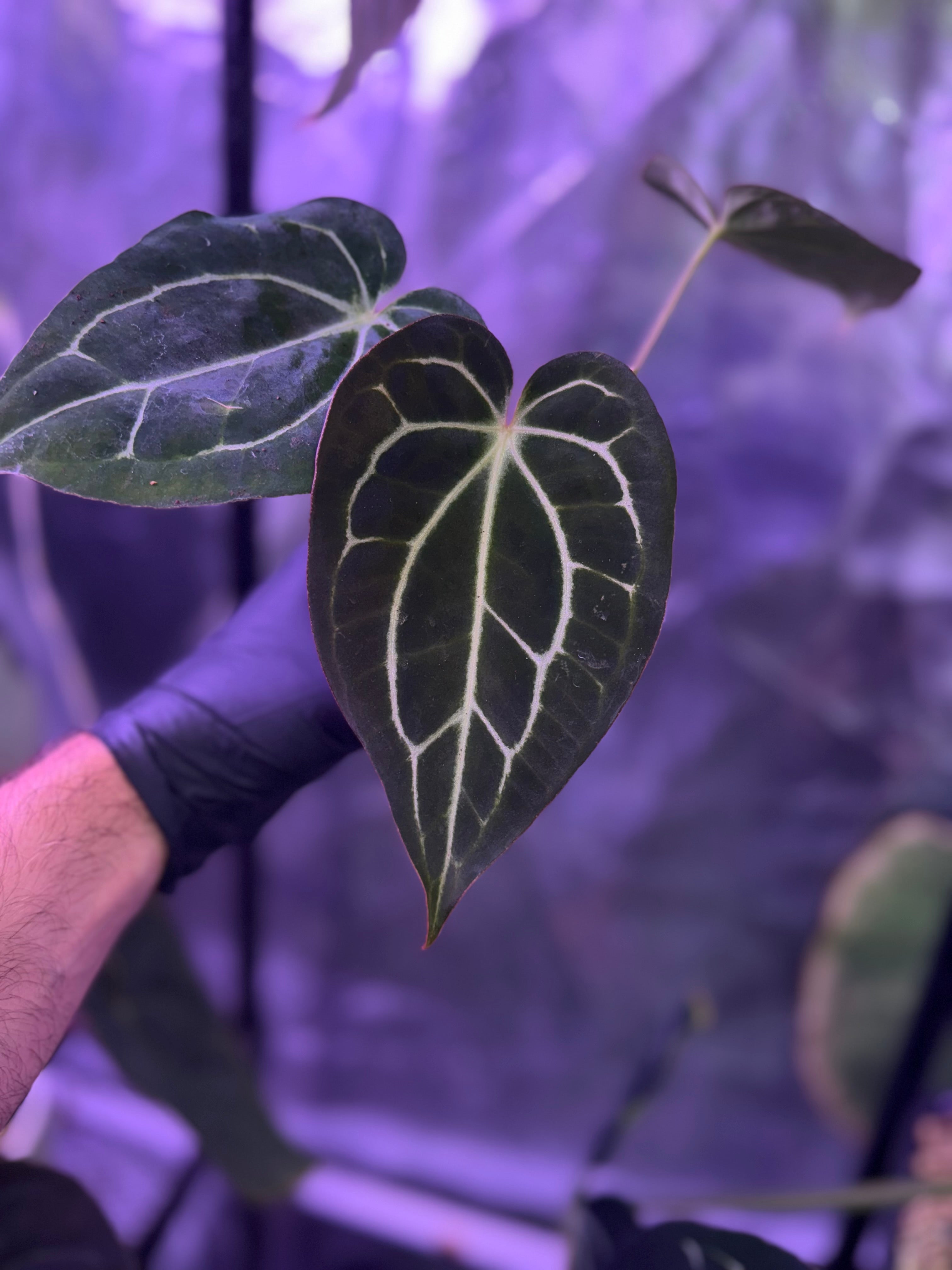 Anthurium Stripey x carlablackiae RA6