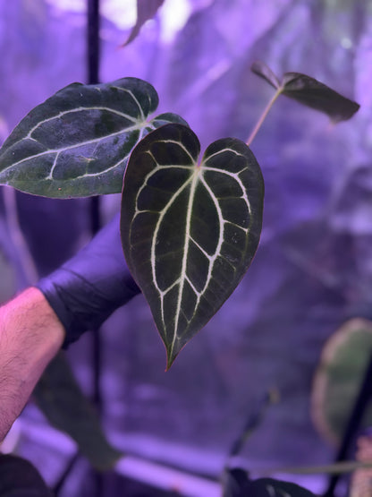 Anthurium Stripey x carlablackiae RA6