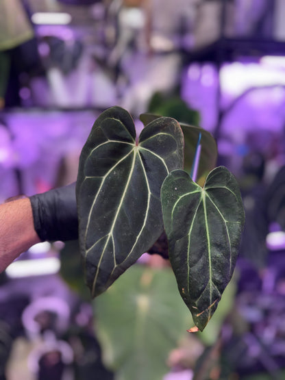 Anthurium Araña x Tim Anderson ‘Stripey’