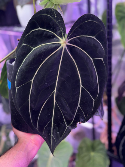 Anthurium ((carlablackiae x Dorito) x Panamama 2.0) x carlablackiae Buz1 x RA6#2
