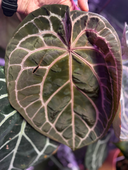Anthurium portillae "Dorito" x red crystal 2 sprouts