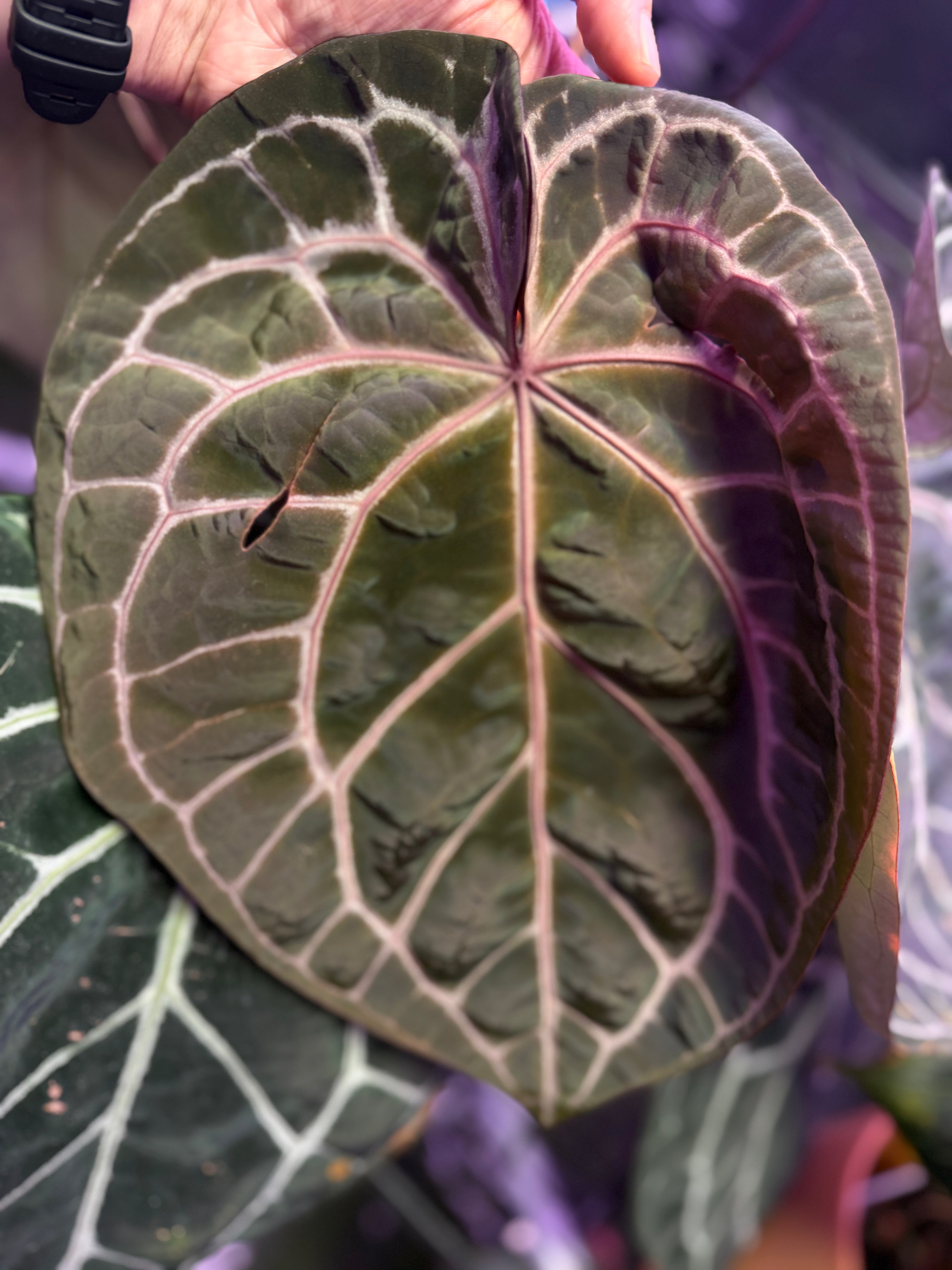 Anthurium portillae "Dorito" x red crystal 2 sprouts