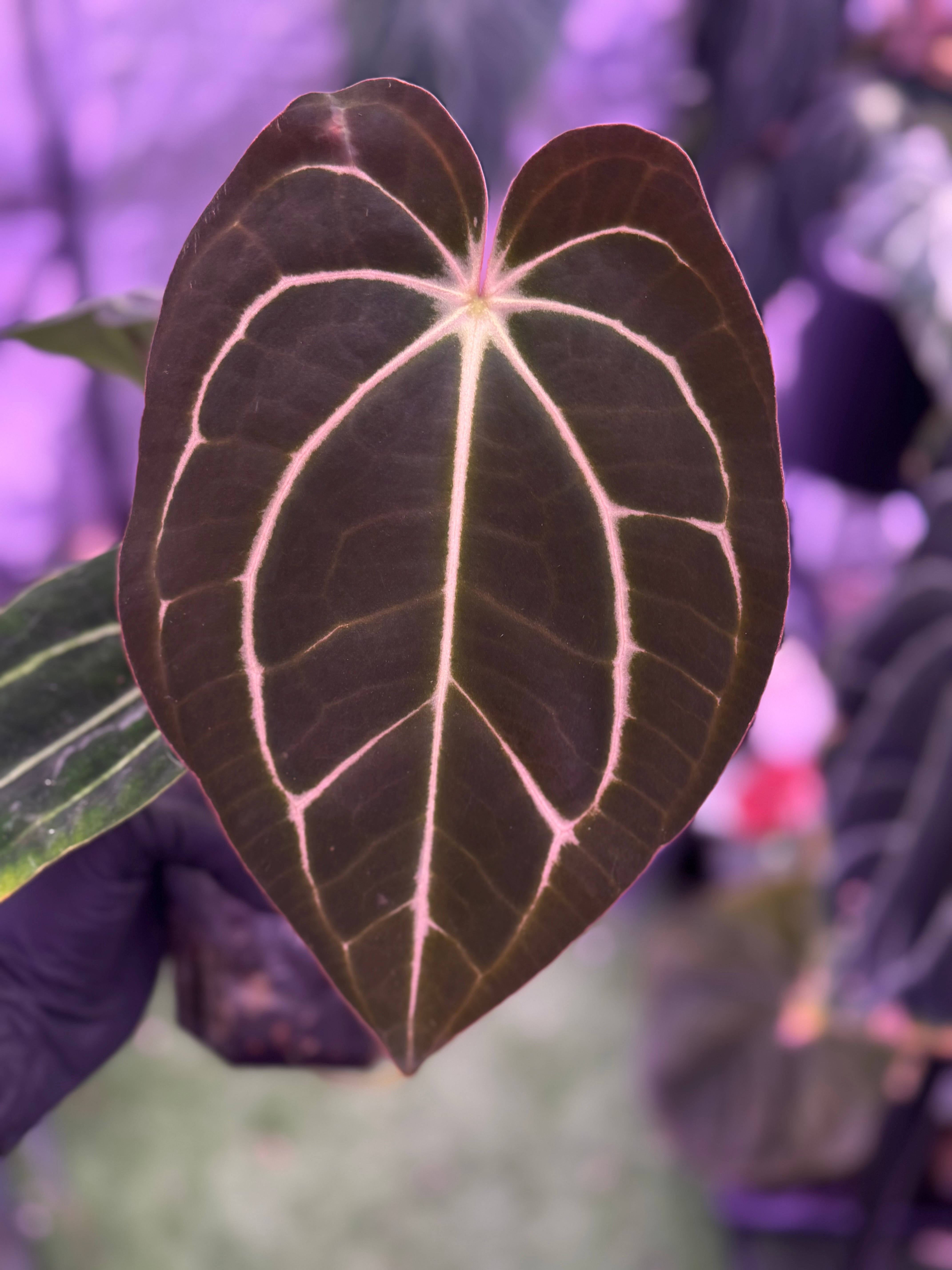 Anthurium carlablackiae (RA4x1) x OG1