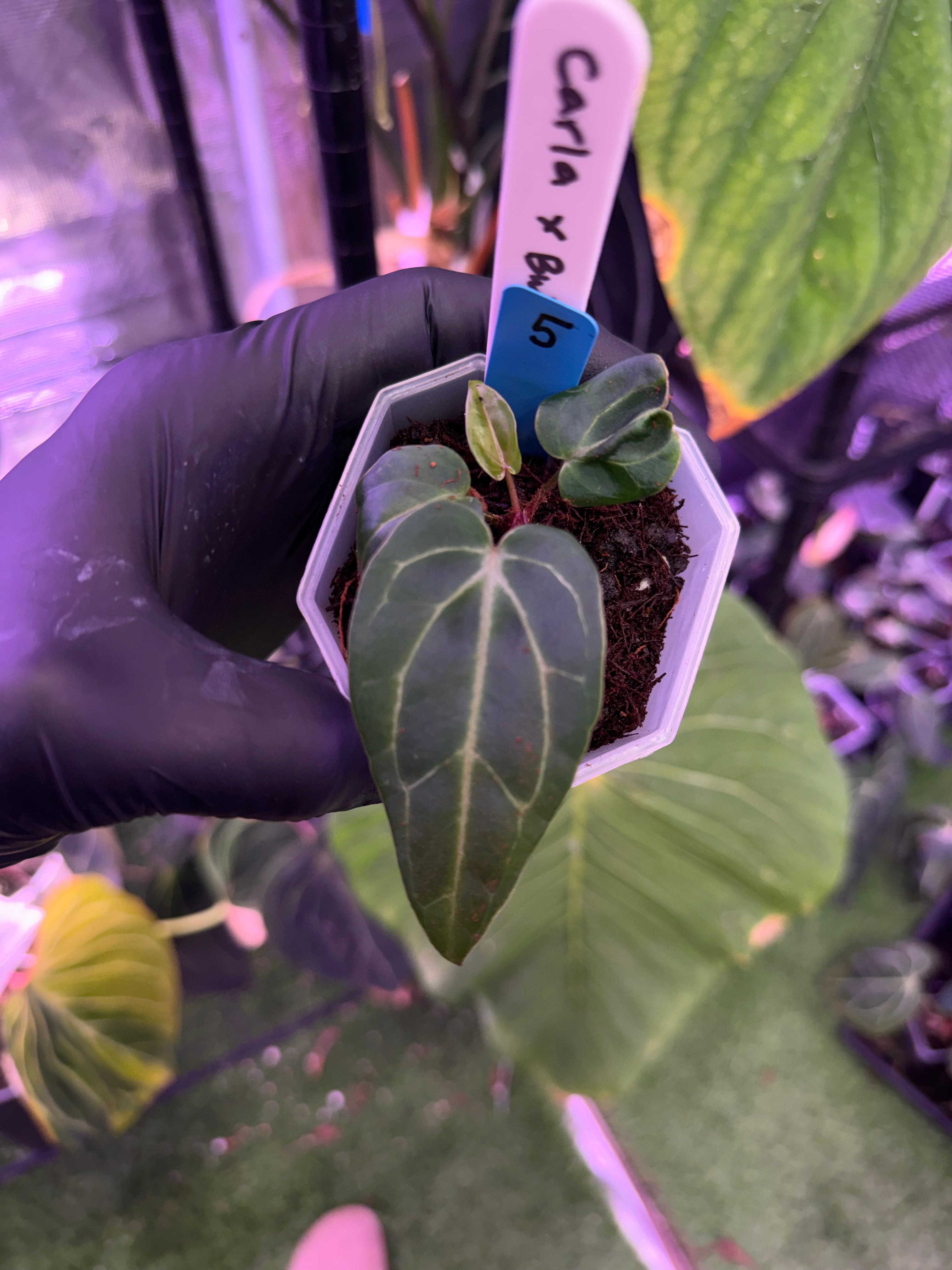 Anthurium carlablackiae x ‘Black Widow x Michelle' F1