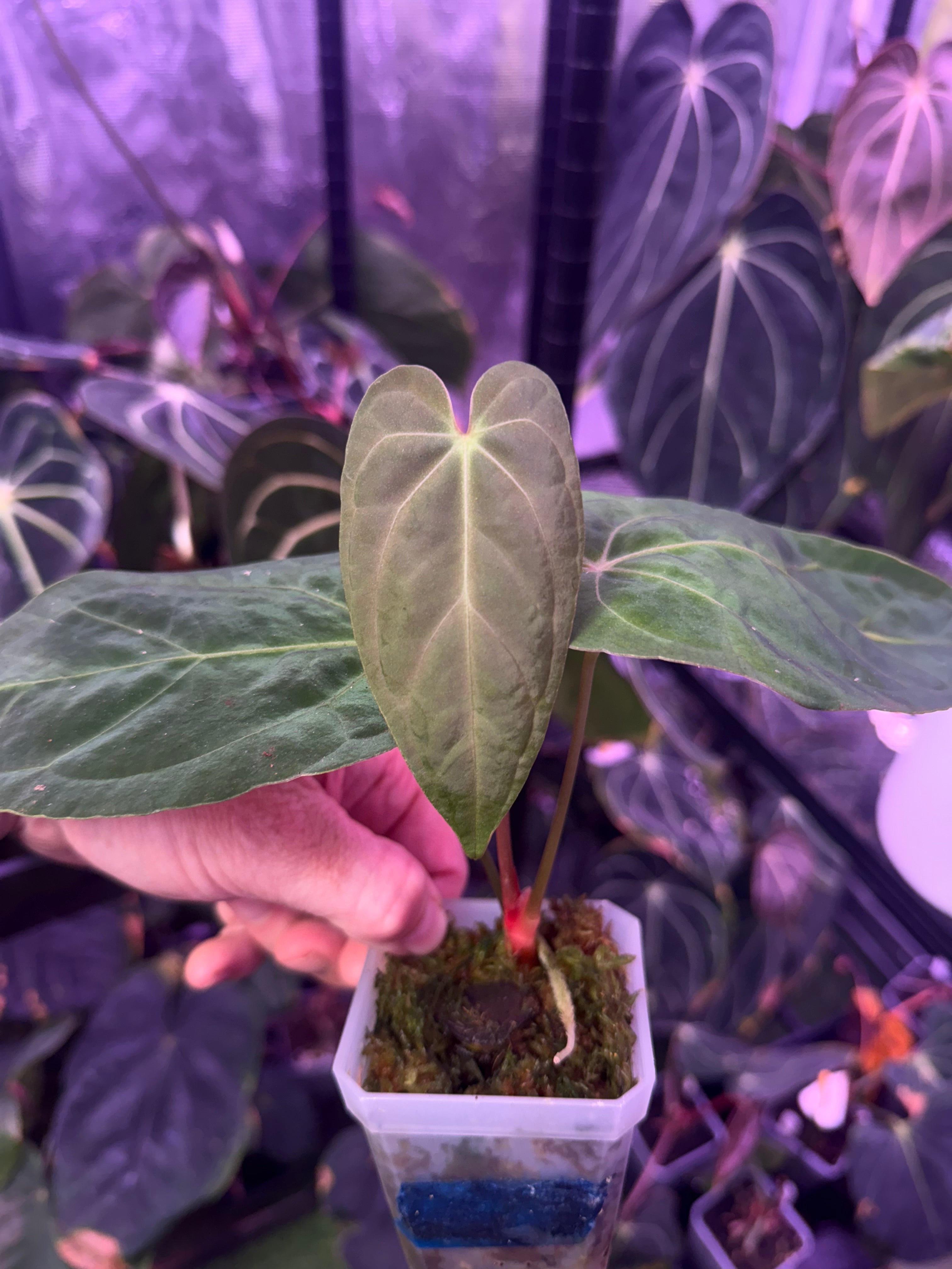 Anthurium sp. nov. Darien
