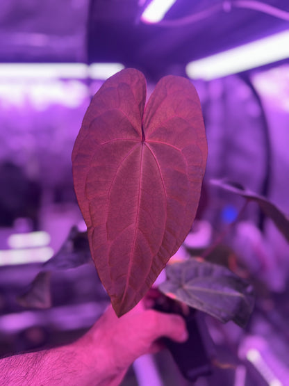 Anthurium Udaka x Snake Oil Buz2