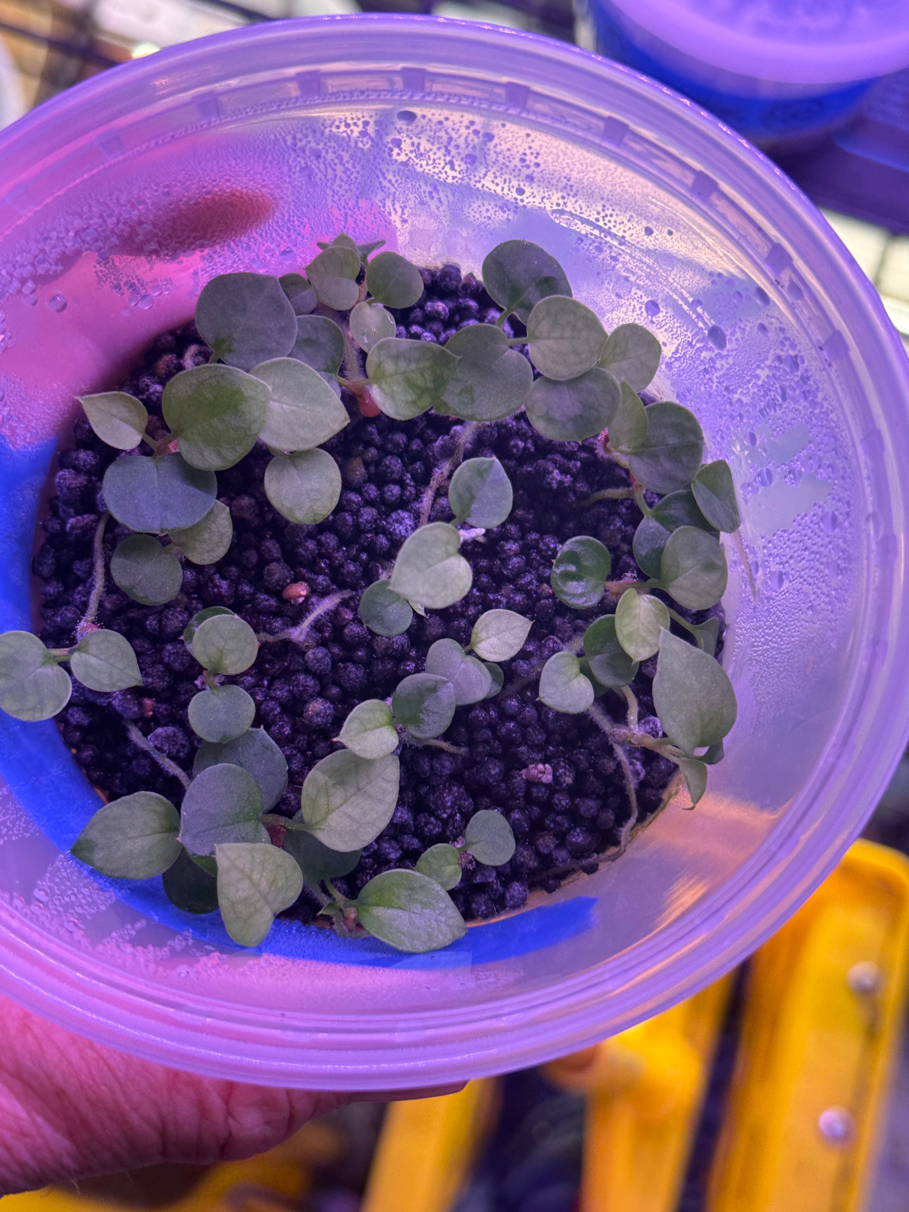 Anthurium portillae "Dorito" x red crystal 2 sprouts