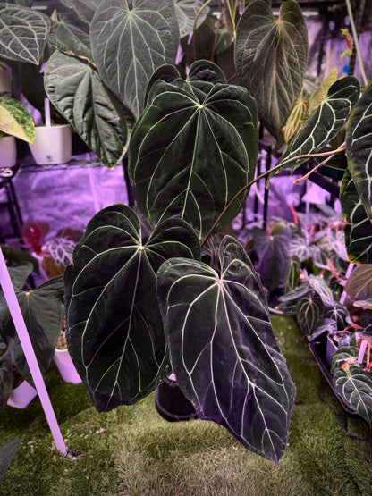 Anthurium cf. crystal x Tim Anderson ‘Stripey’