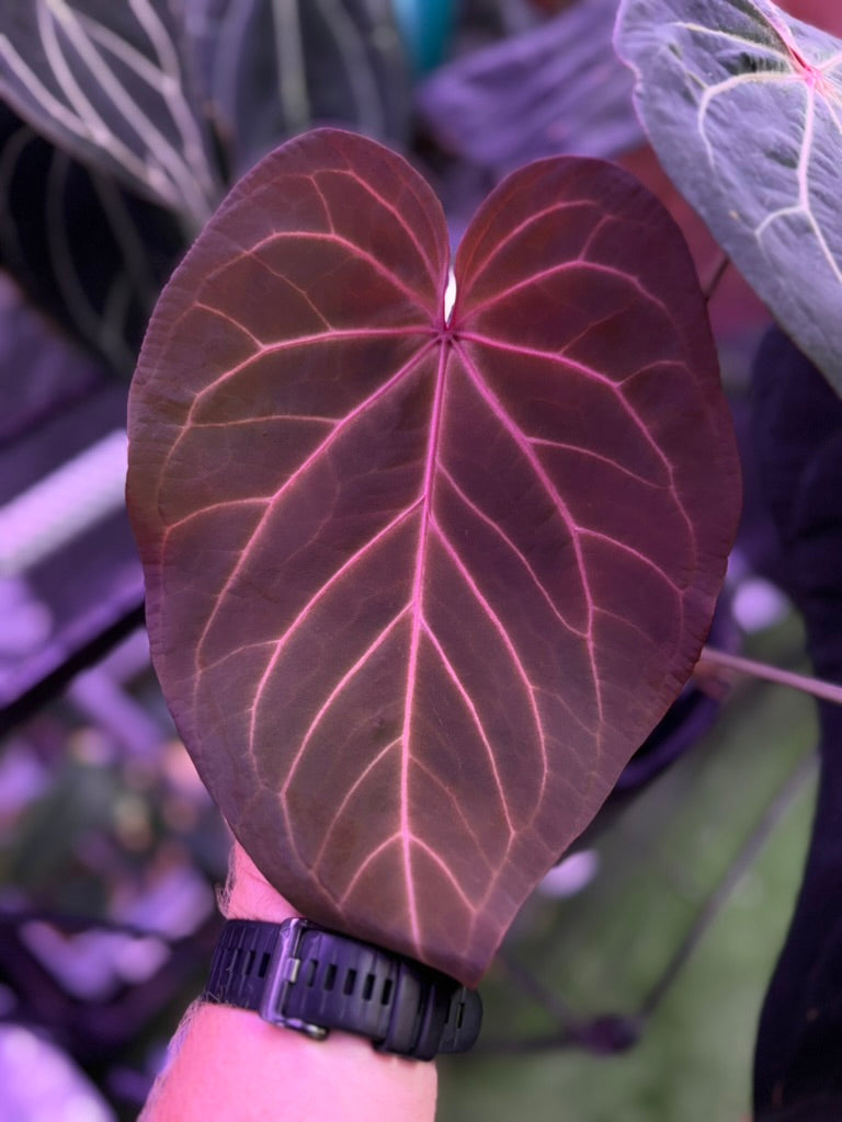 Anthurium "BWMDB Buz1" x dressleri RG founder clone #2