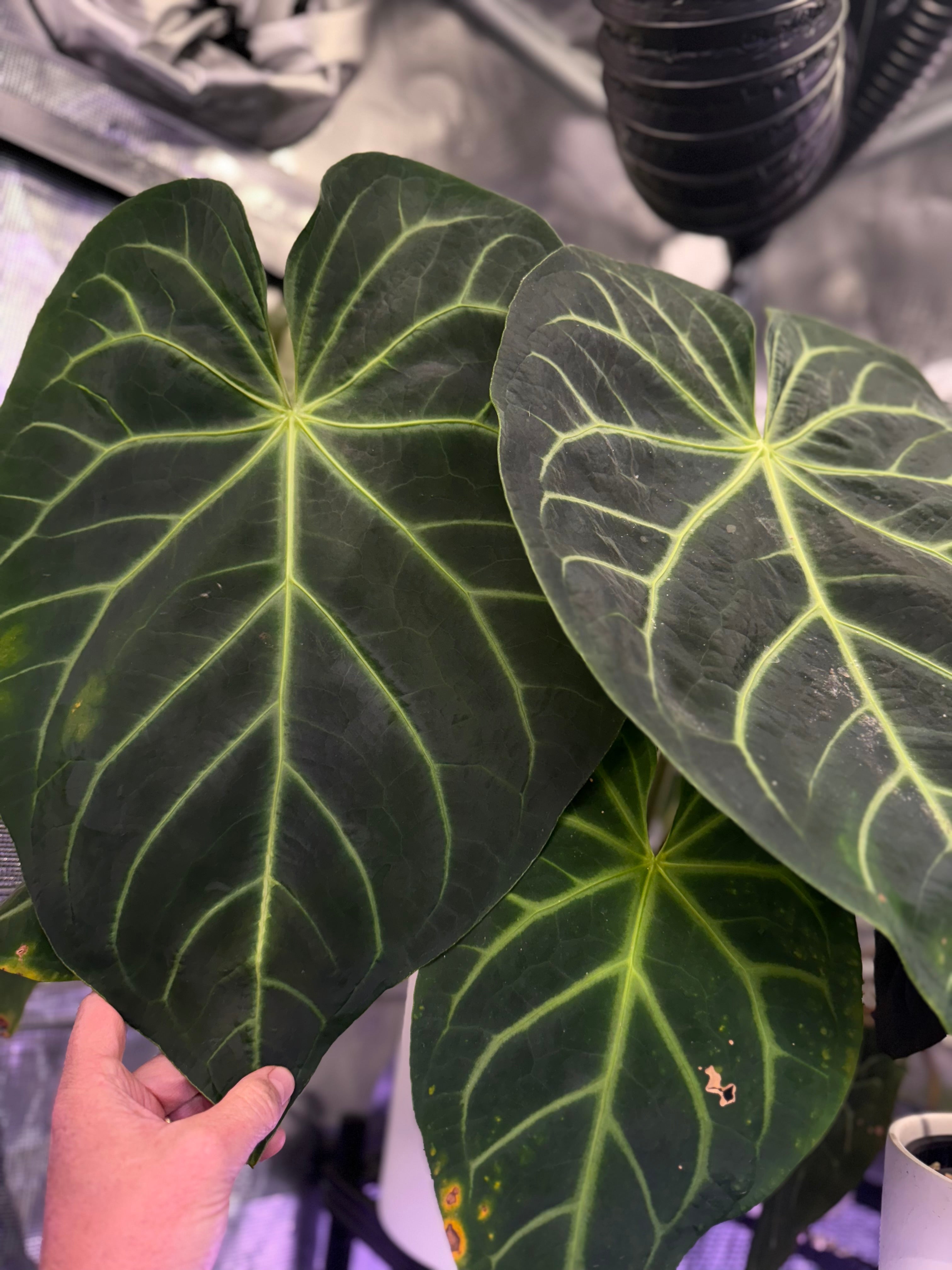 Anthurium Black Widow x Michelle X mag ‘Norte’ 1 leafers