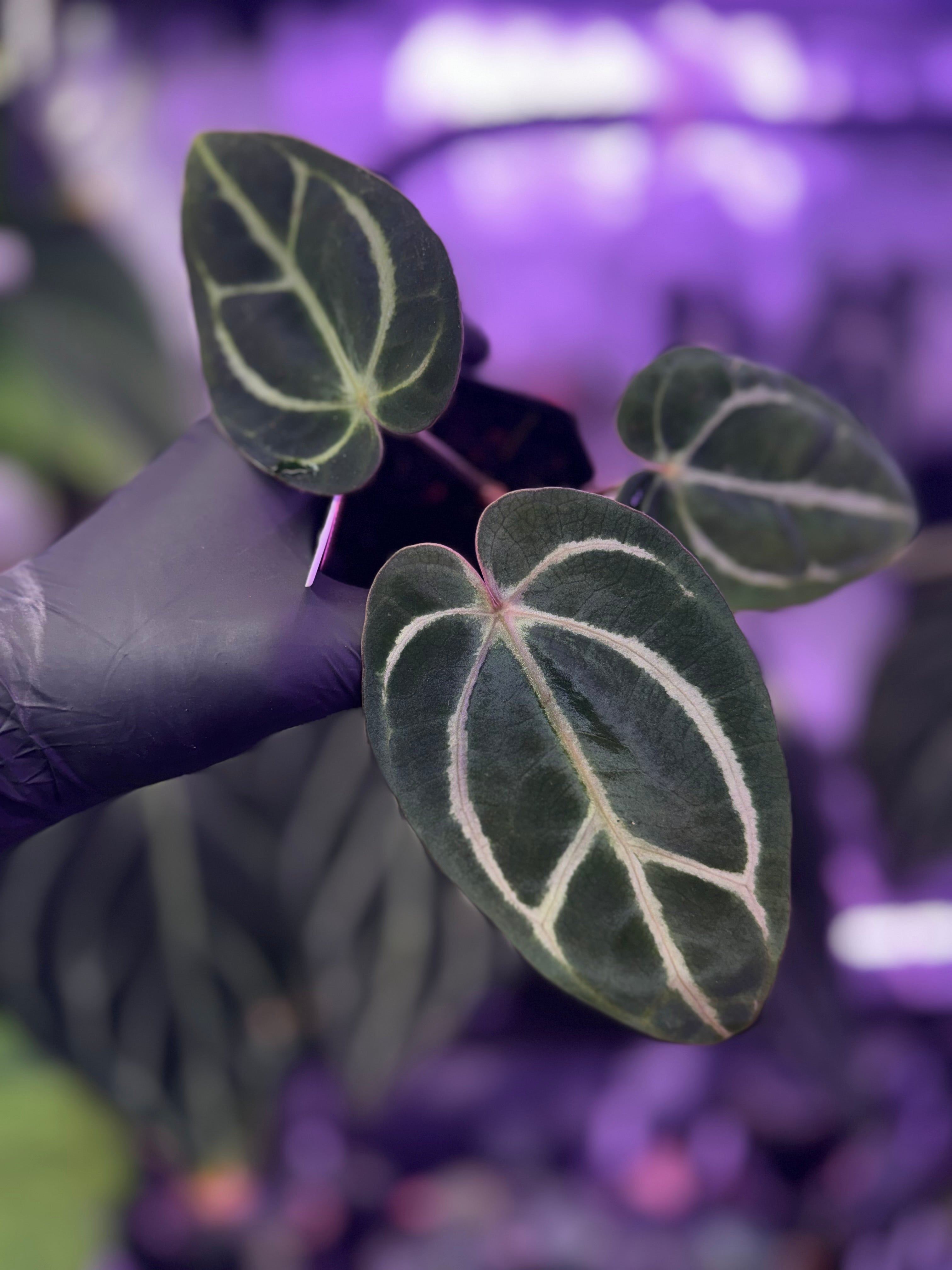 Anthurium carlablackiae RA10 x open