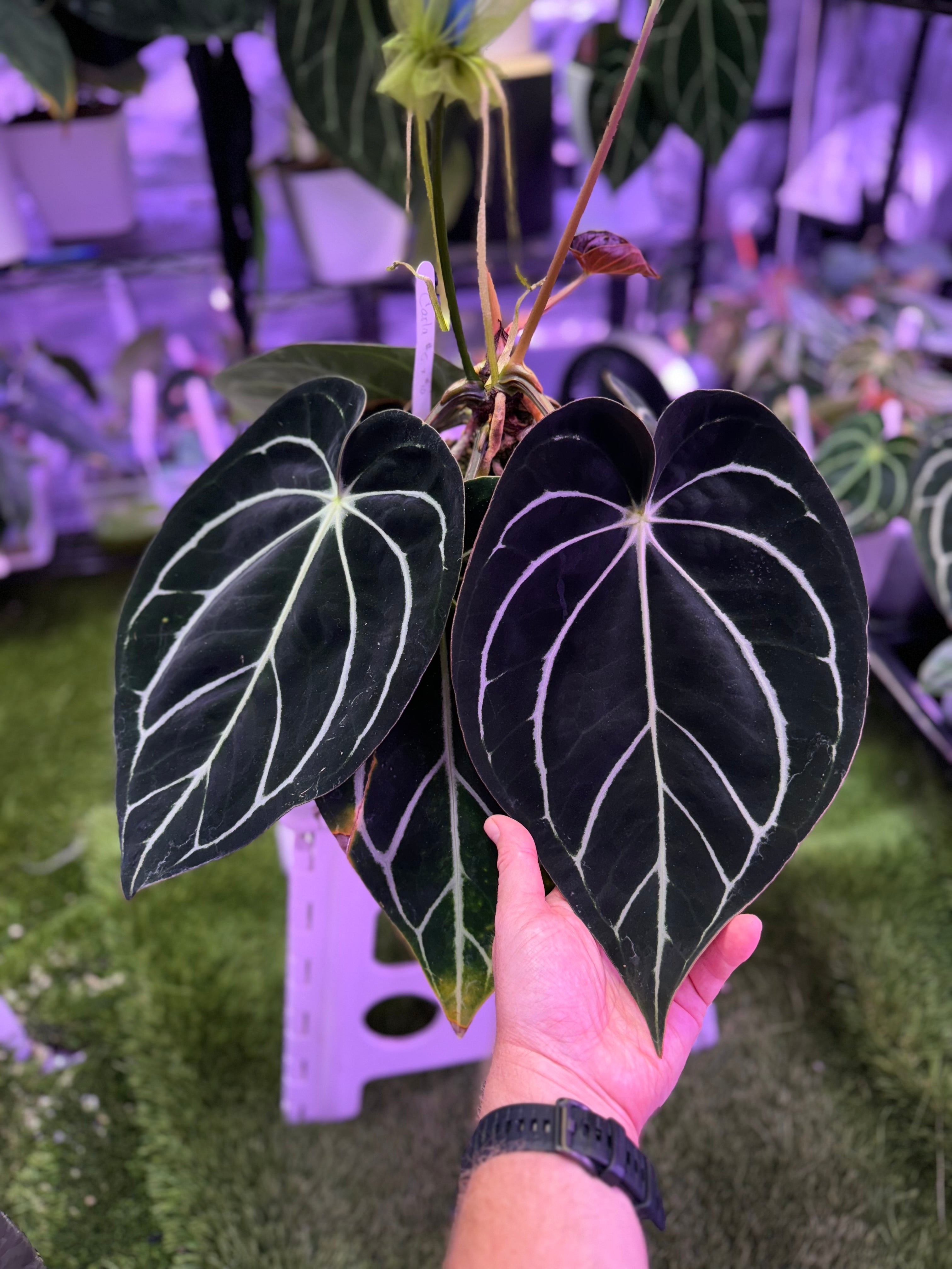 Anthurium carlablackiae “Amanda” X “RA5x10” A