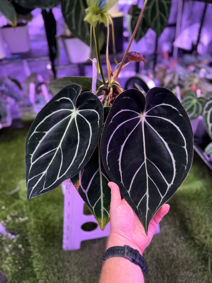 Anthurium carlablackiae “Amanda” X “RA5x10” A