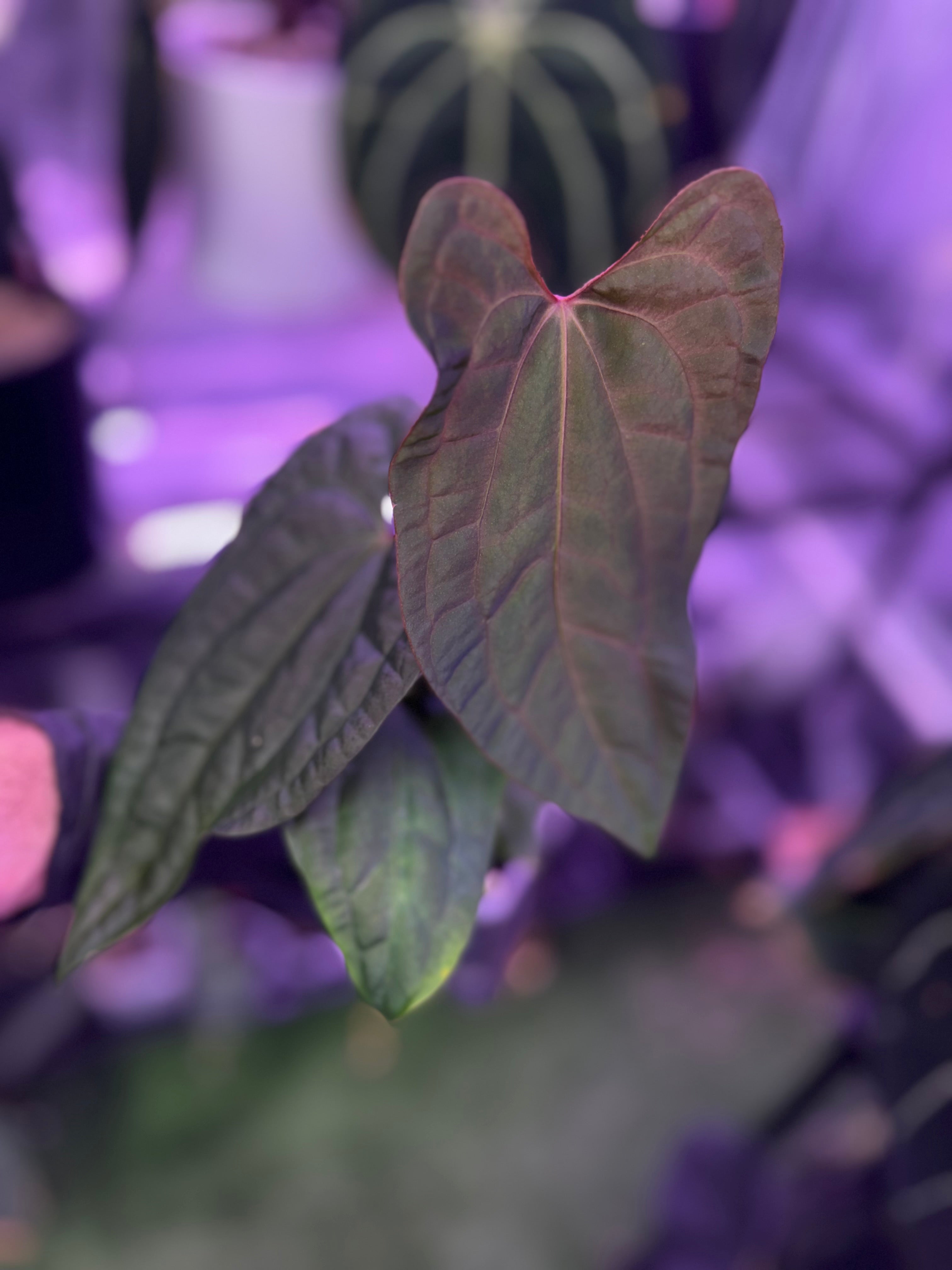 Anthurium (papillilaminum Ft. Sherman x debile) x ‘Red Vein Dark Phoenix’