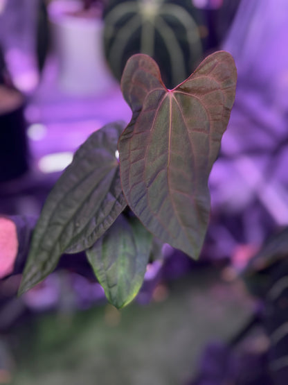 Anthurium (papillilaminum Ft. Sherman x debile) x ‘Red Vein Dark Phoenix’