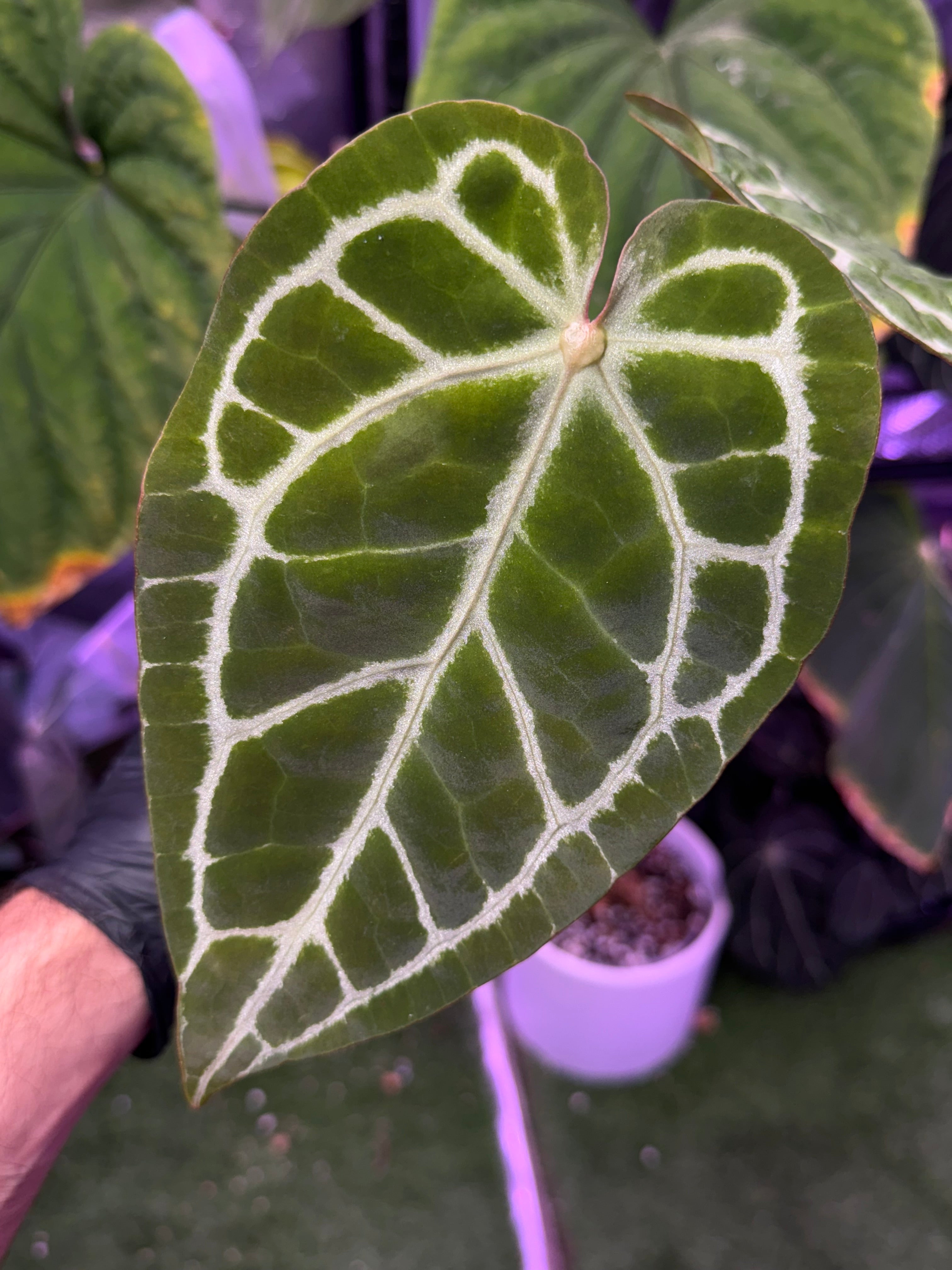 Anthurium SKG Silver x crystal ex. Antigua