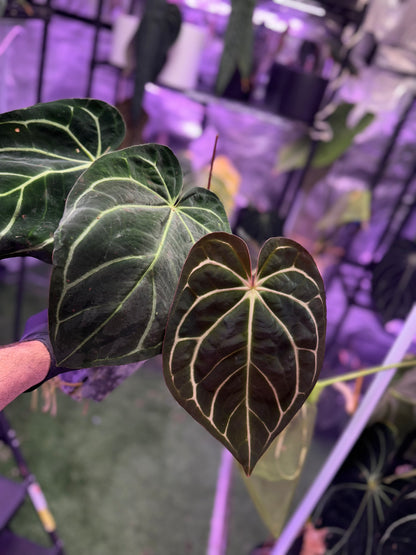 Anthurium carlablackiae OG4 xRA8 *flowering*