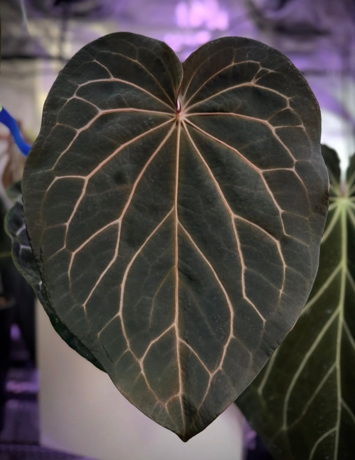 Anthurium Black Widow x Michelle’  x magnificum ’Norte’