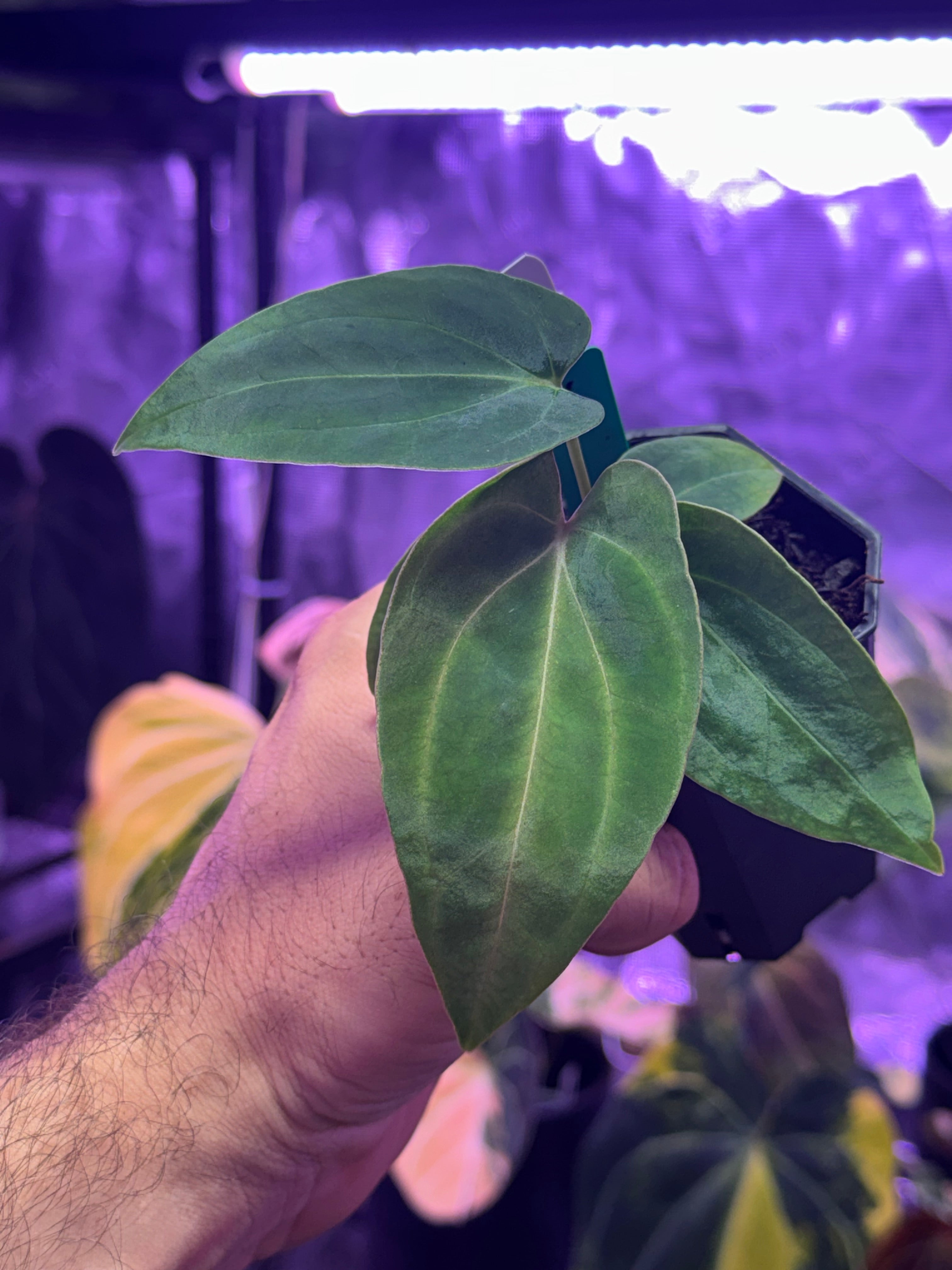Anthurium. (carlablackiae x portillae Dorito) x
PanaMama 2.0) x (carlablackiae 'Buz 1 x RA8 #2)
