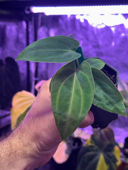 Anthurium. (carlablackiae x portillae Dorito) x
PanaMama 2.0) x (carlablackiae 'Buz 1 x RA8 #2)