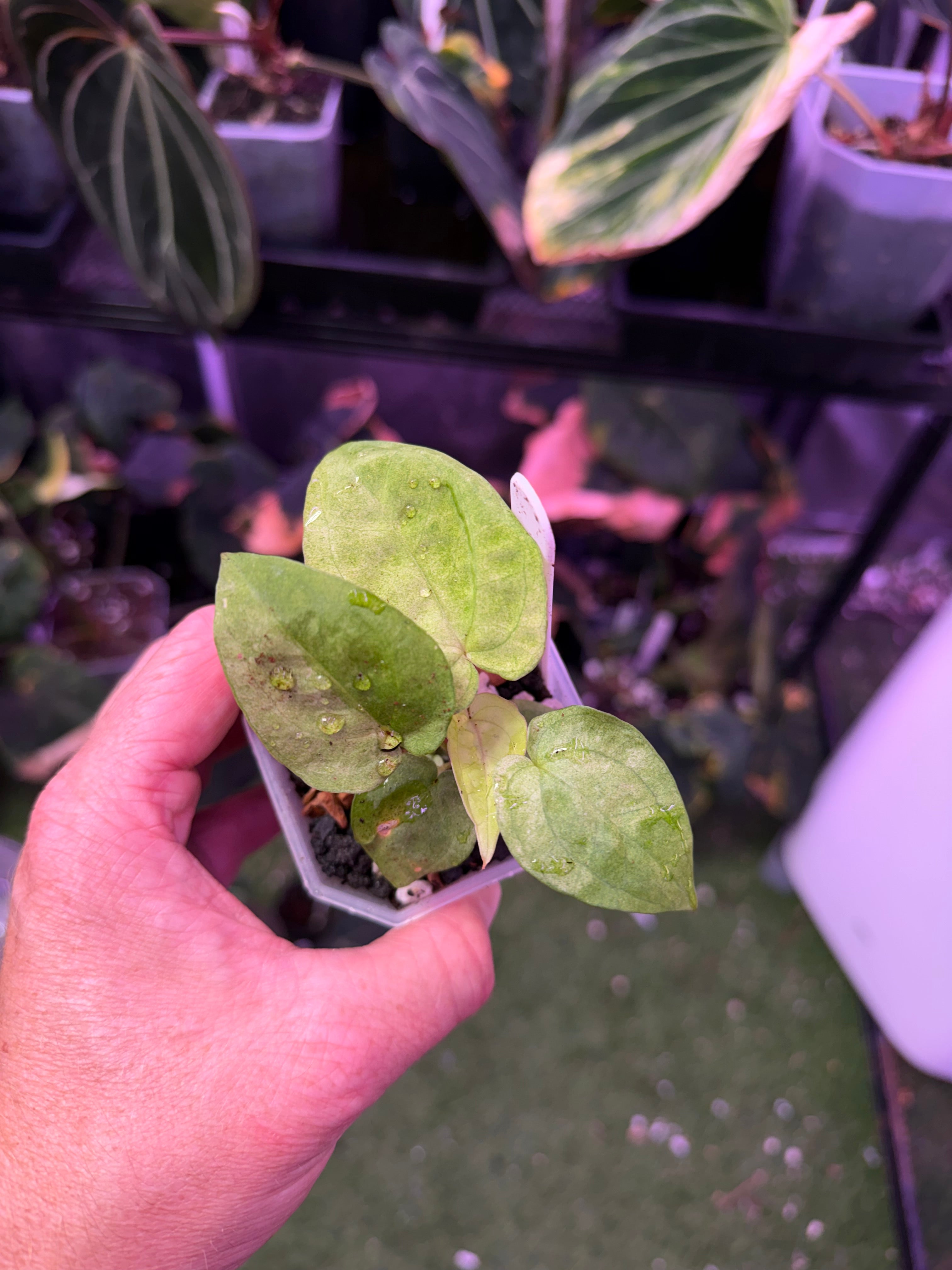 Anthurium "Snake Oil Buz 2" X "Black Cherry" - variegated seedling 03