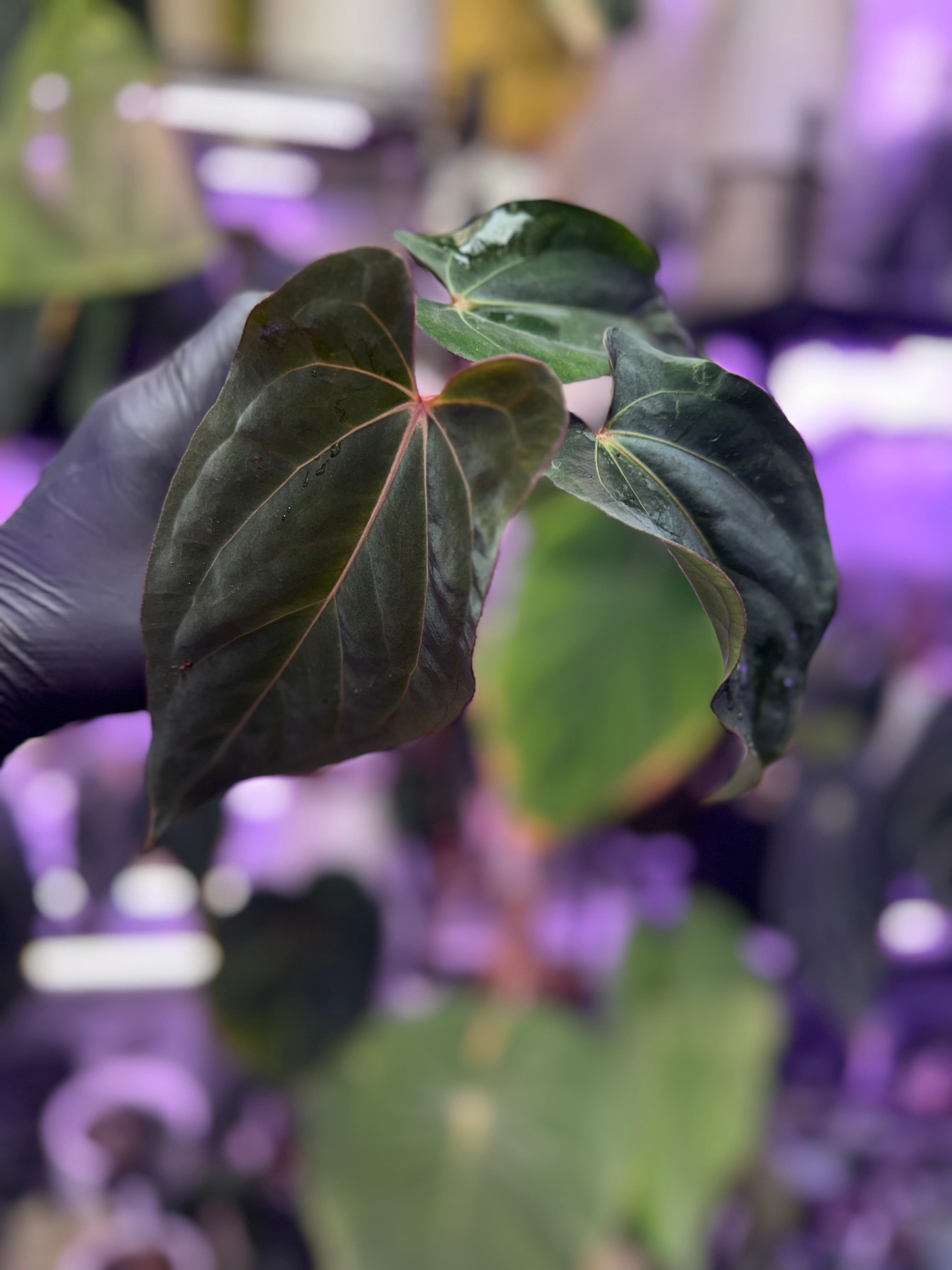 Anthurium (kunayalense x dressleri) x carlablackiae 'Buz1'