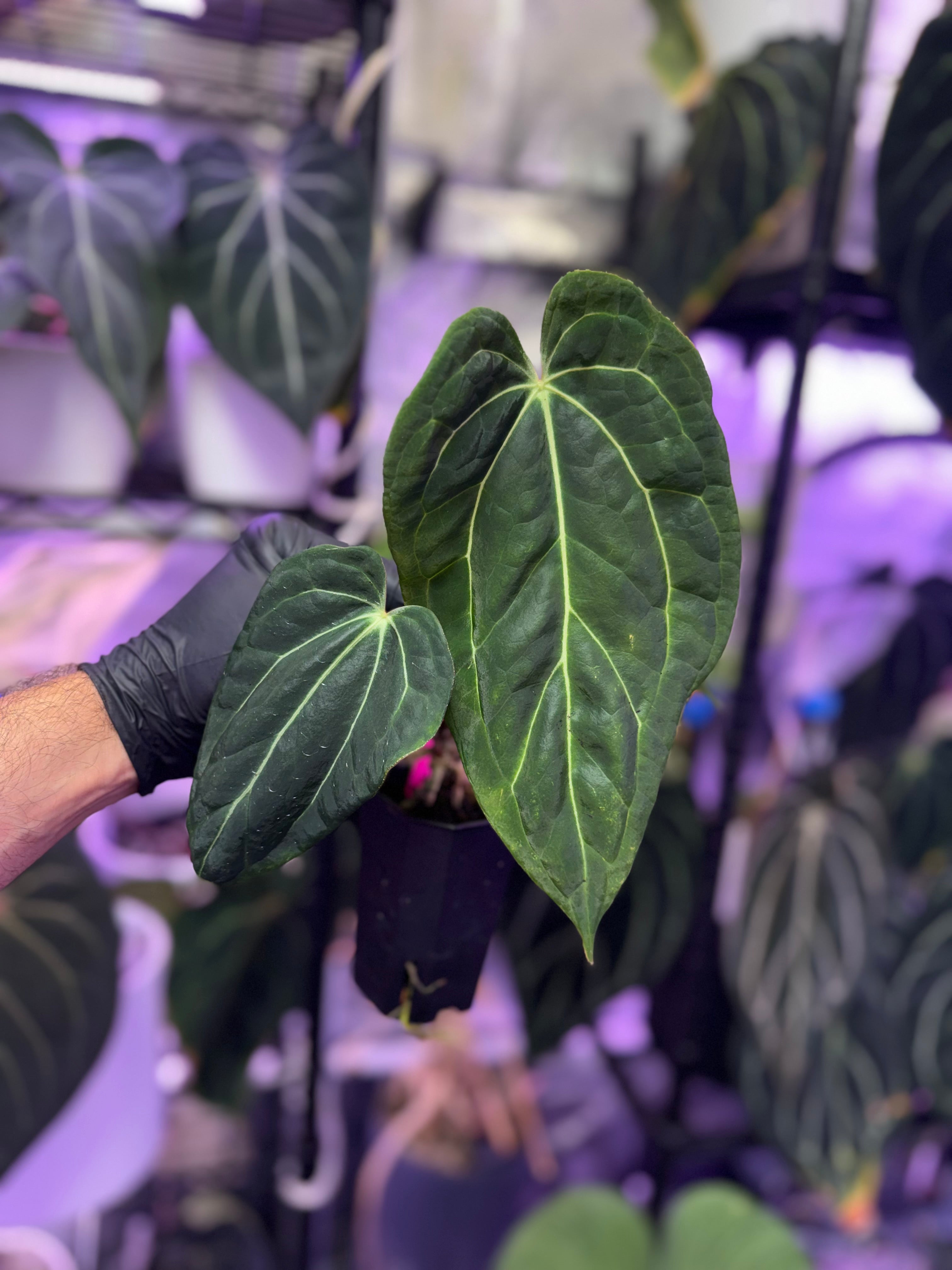 Anthurium cf. crystallinum x Tim Anderson Stripey