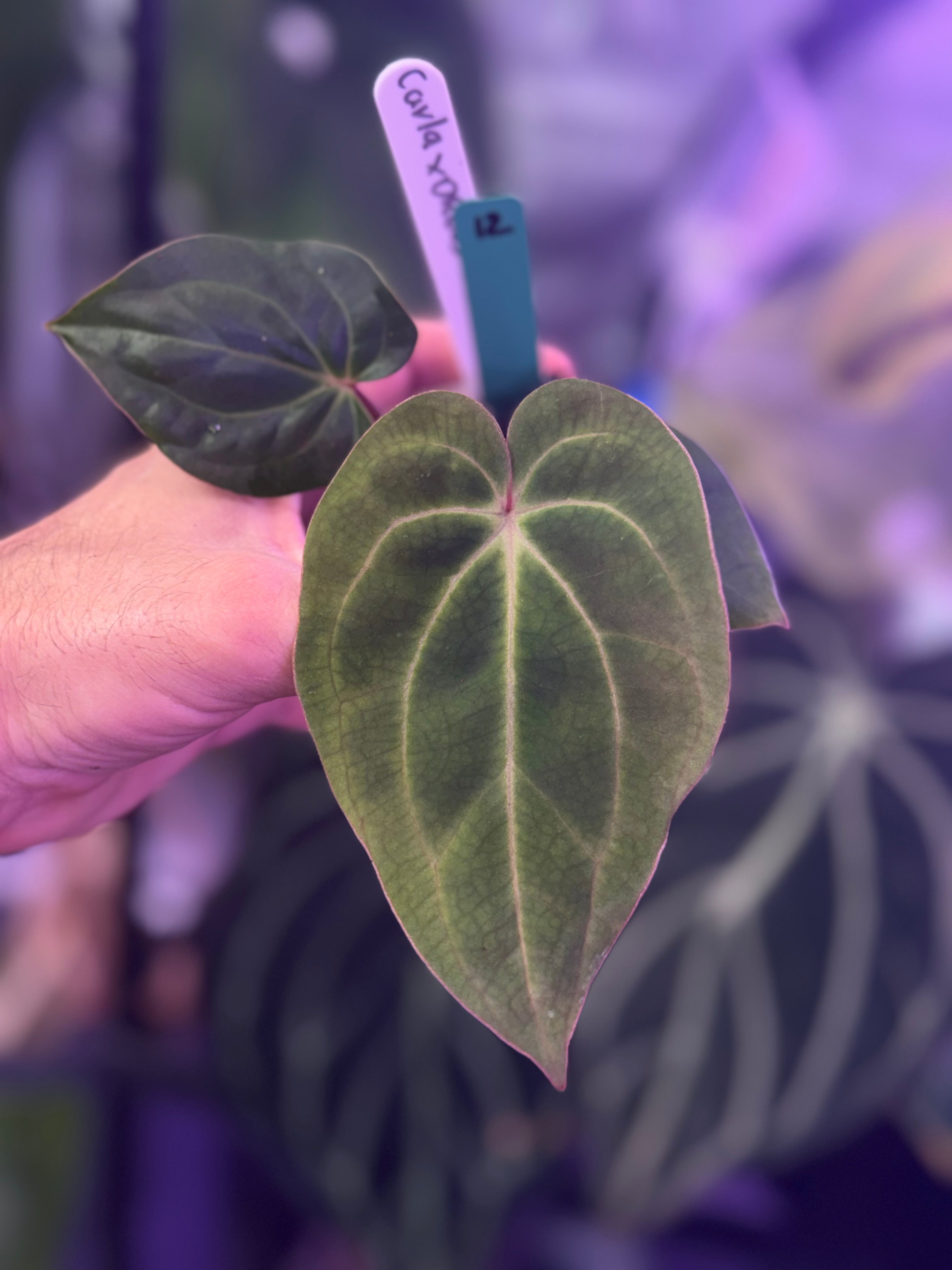 Anthurium (carlablackiae x dressleri x ‘Black Widow x Michelle’) x PapX