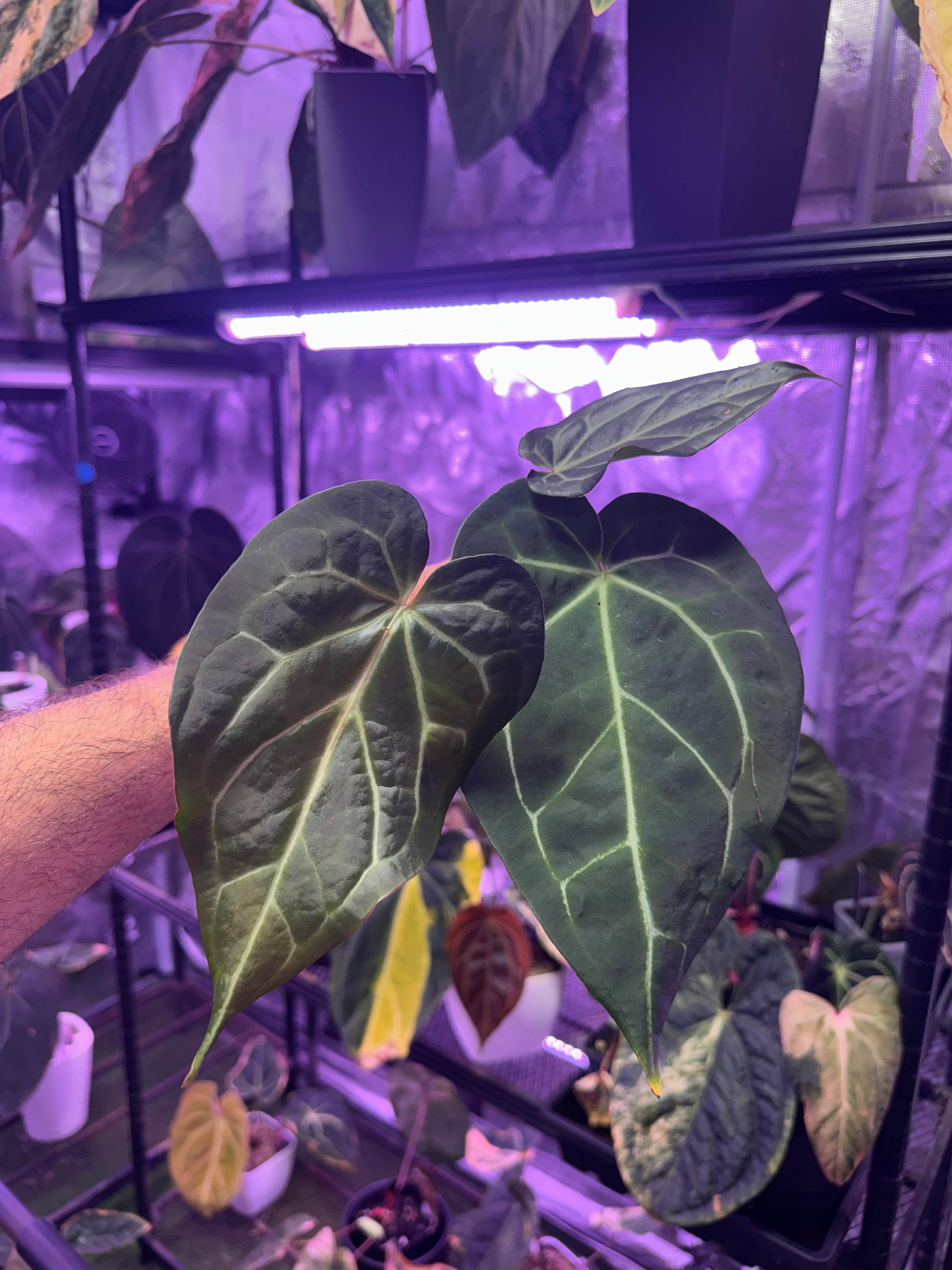 Anthurium “Black Widow x Michelle” x magnificum “Norte”