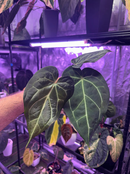 Anthurium “Black Widow x Michelle” x magnificum “Norte”