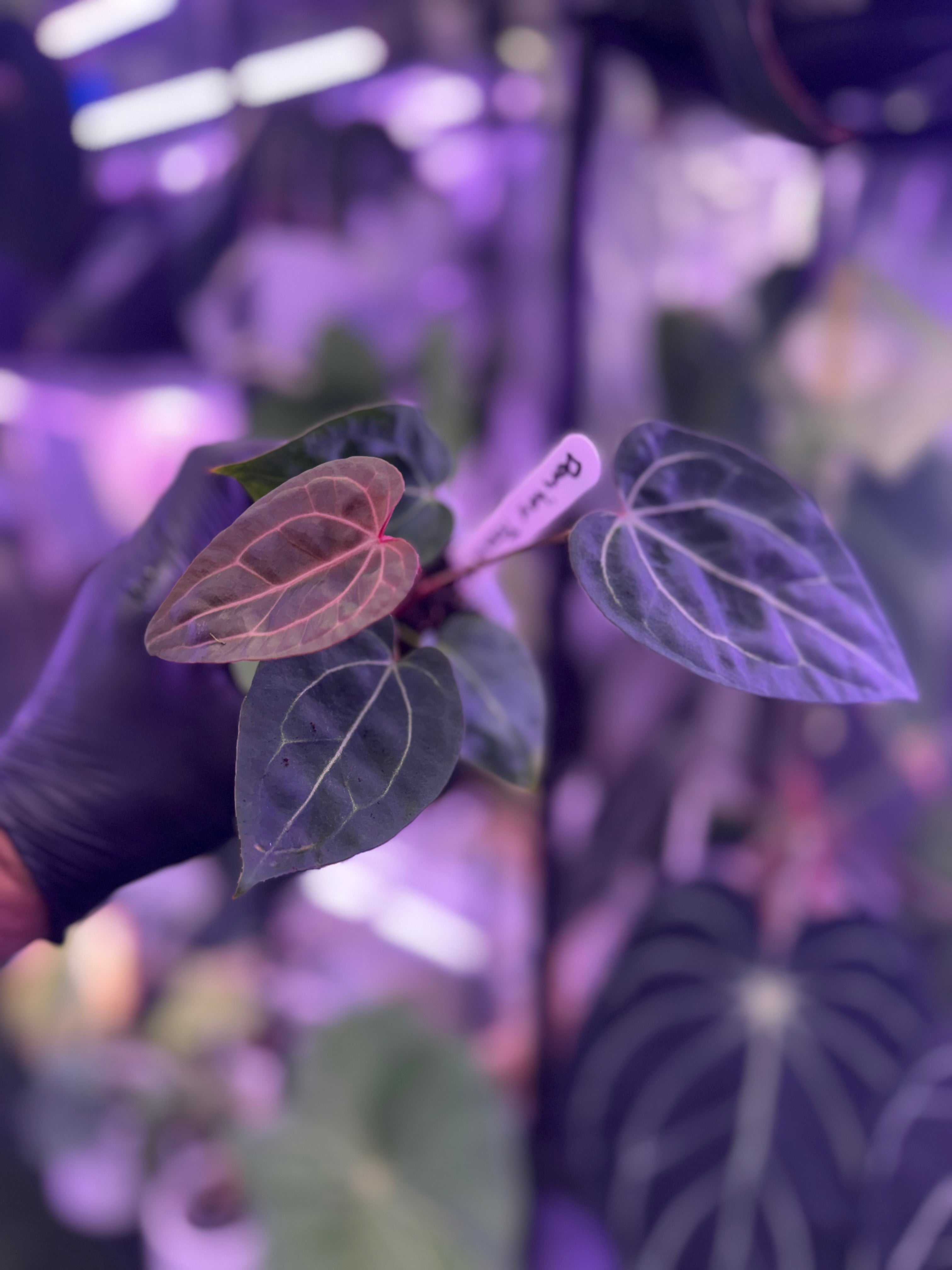 Anthurium Dorito x Tezula red crystal