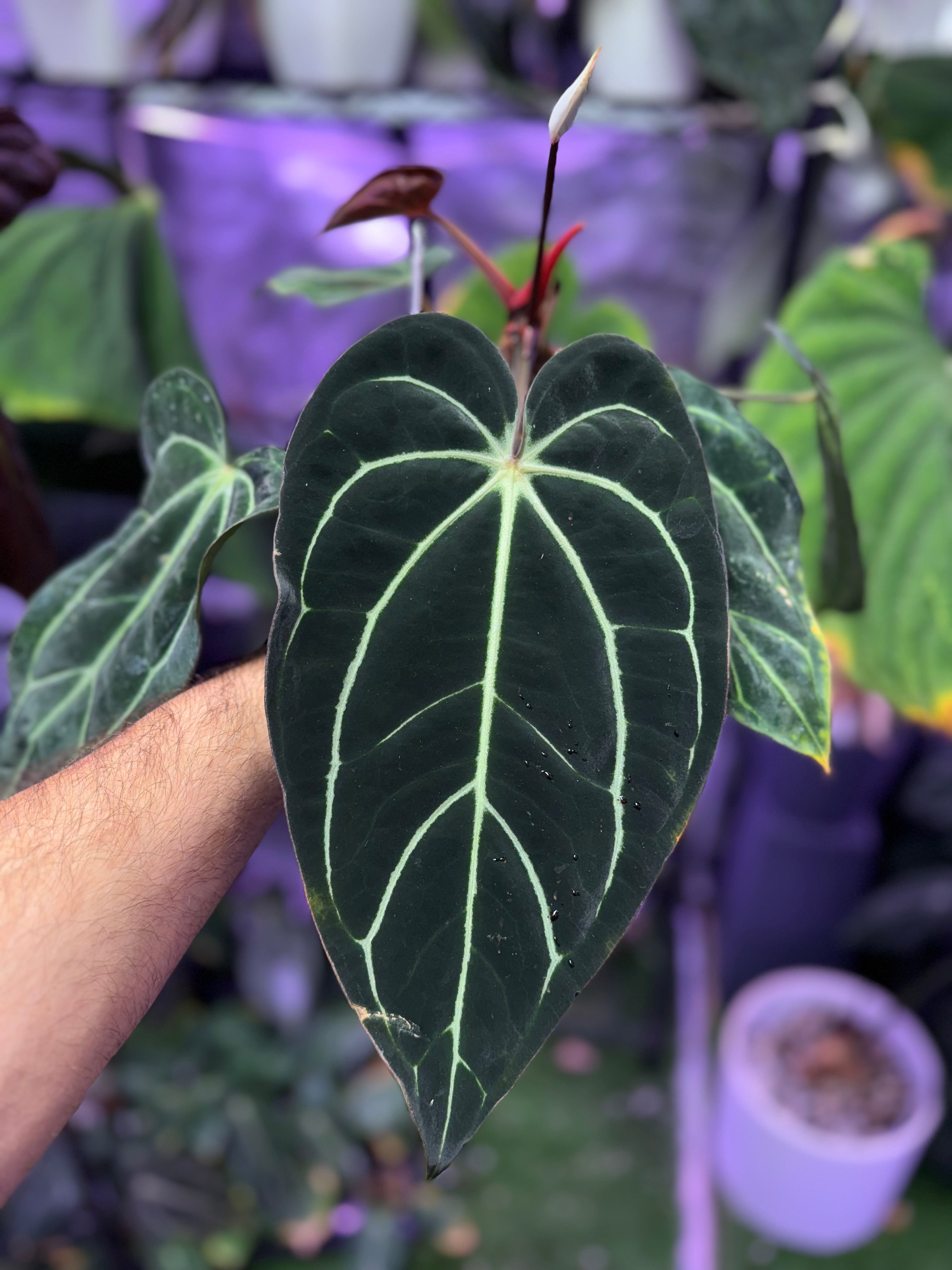Anthurium ‘RA Pia’ x (Round x GPH001) - Flowering