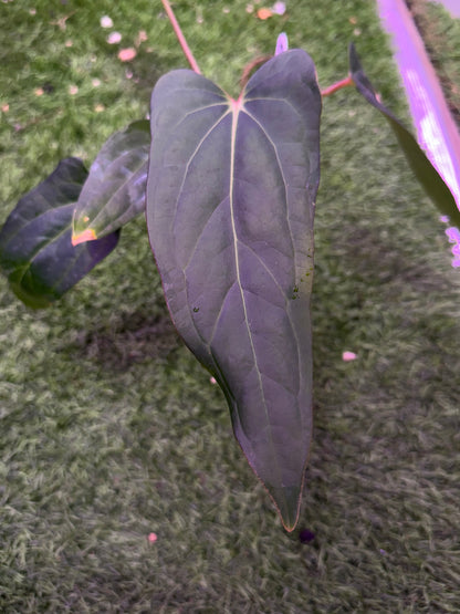 Anthurium carlablackiae RA15 x ustuopoense