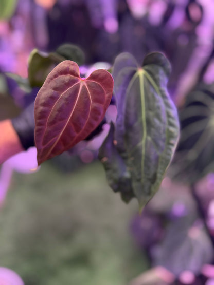 Anthurium carlablackiae BUZ1 x (carlablackiae x nov. DF)