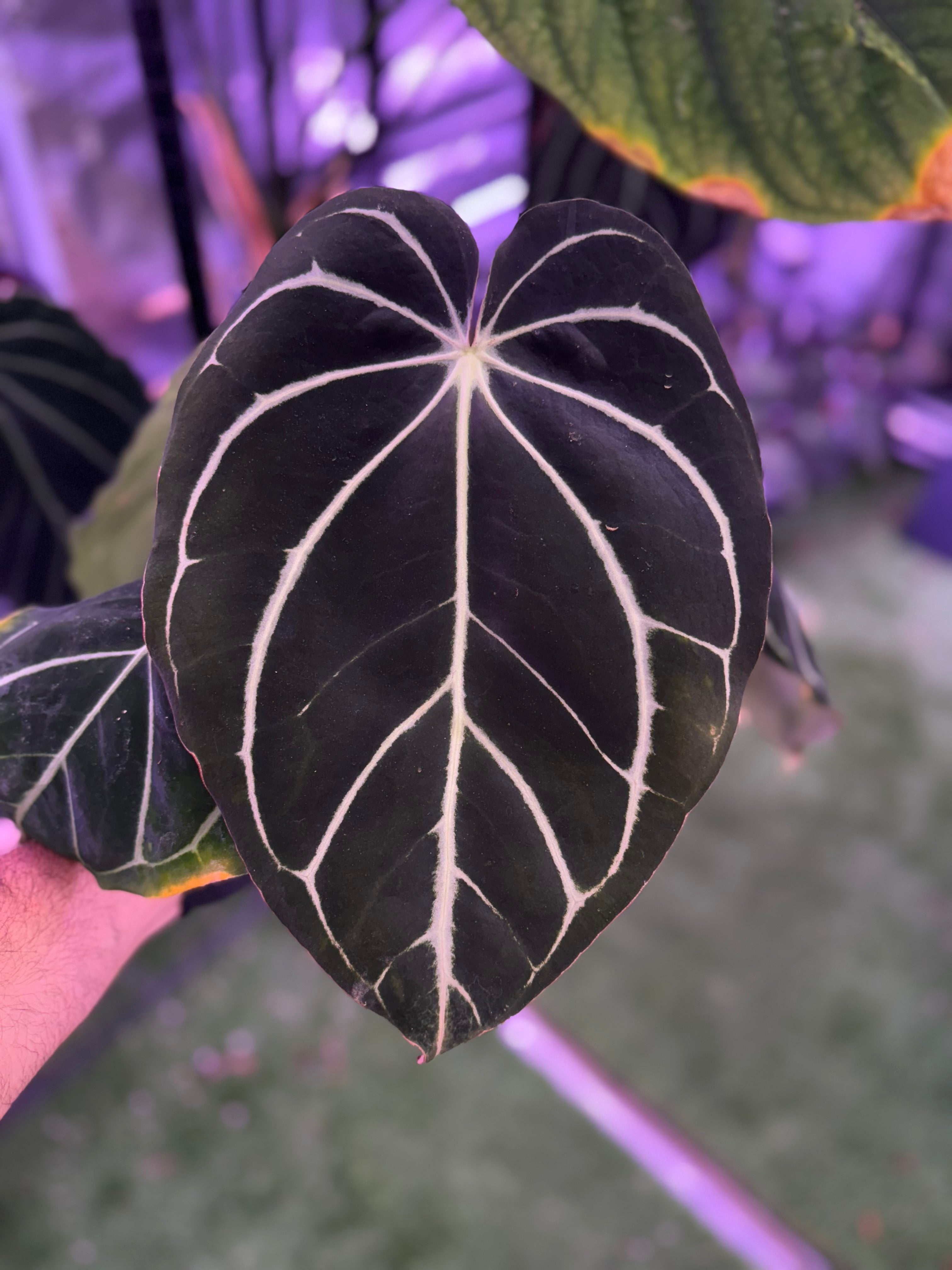 (division)Anthurium carlablackiae カーラ Anthurium carlablackiae – Buz Plants