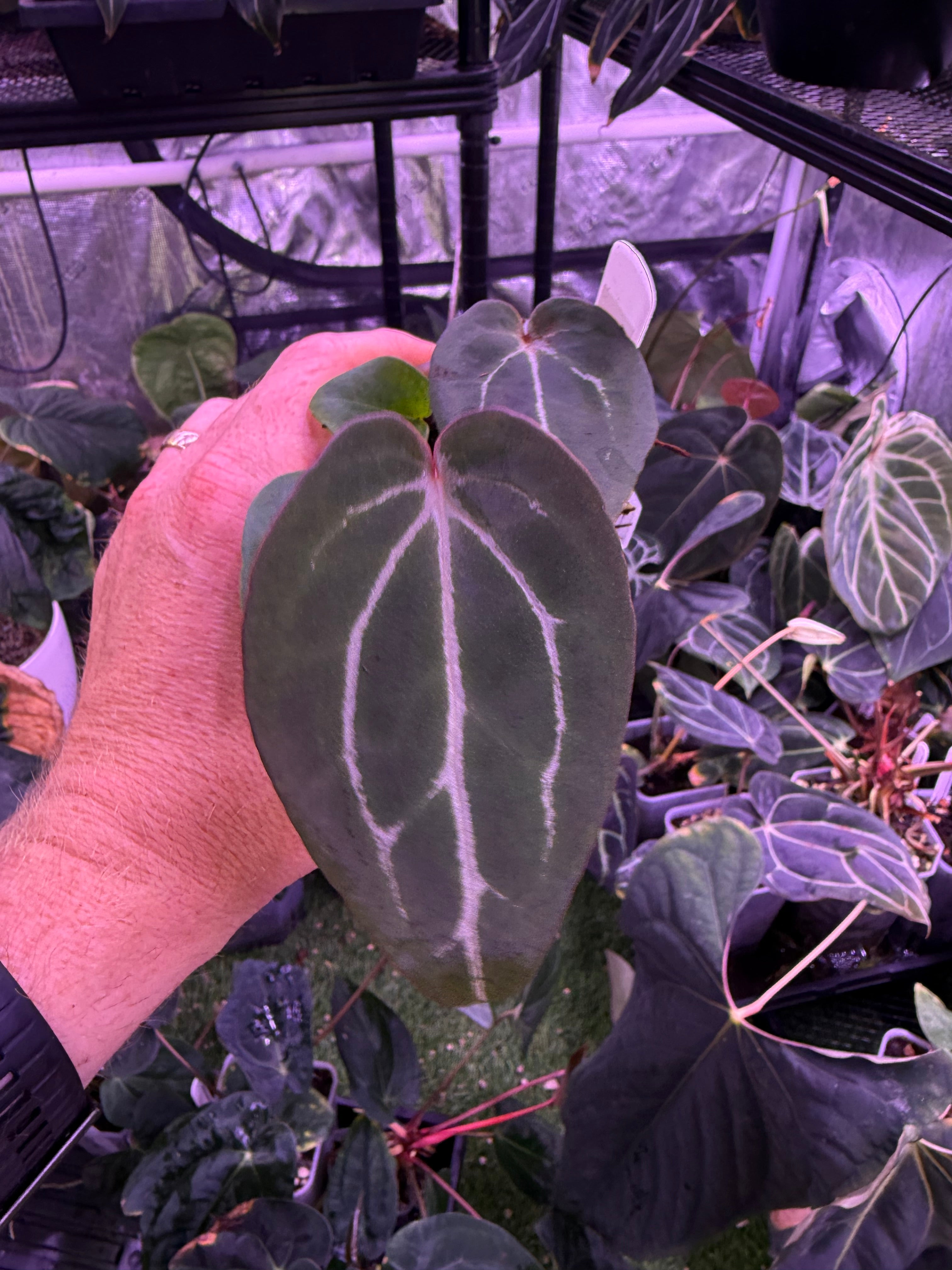 Anthurium Black Widow x Michelle x Self - &