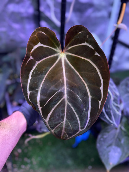 Anthurium carlablackiae RA13 x OG4 *flowering*