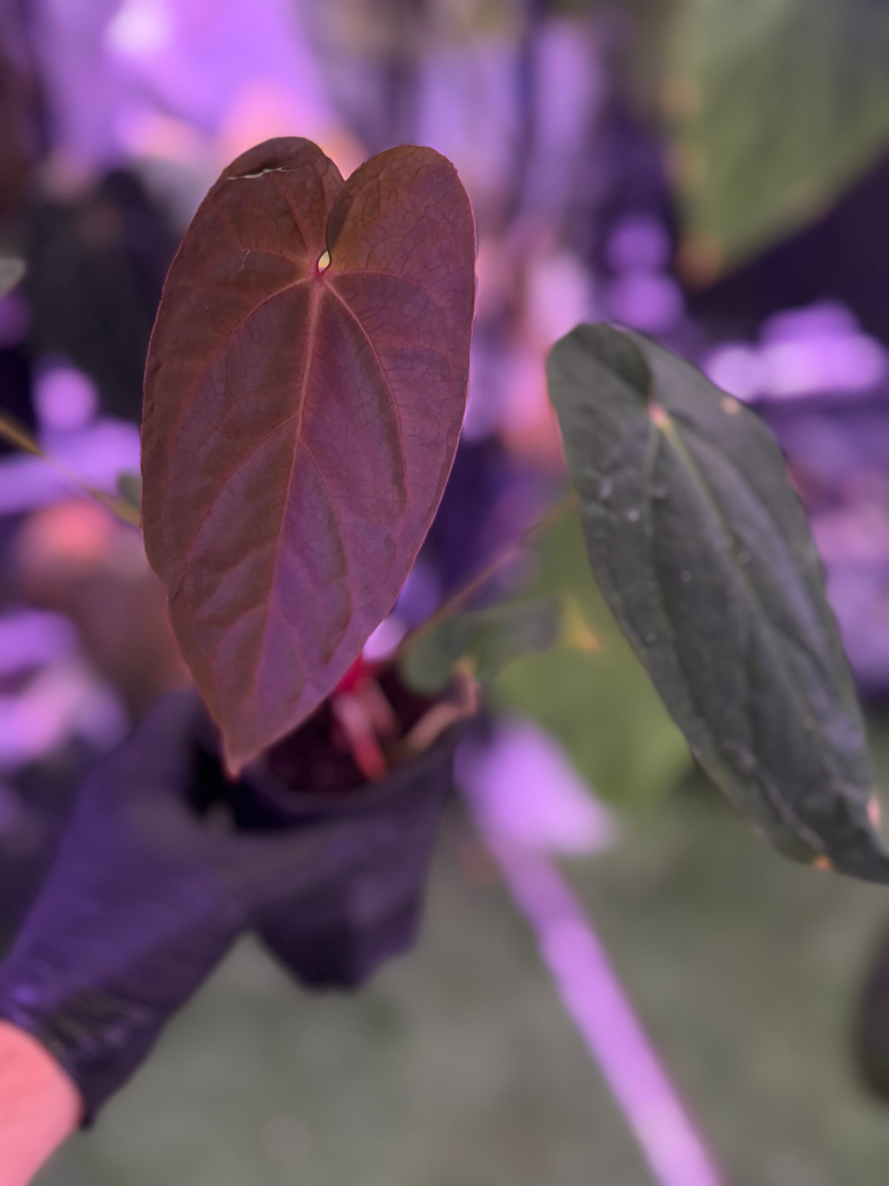 Anthurium Udaka x dressleri RG#2