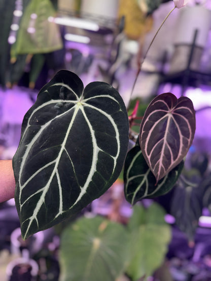 Anthurium carlablackiae OG1 x RA5x10