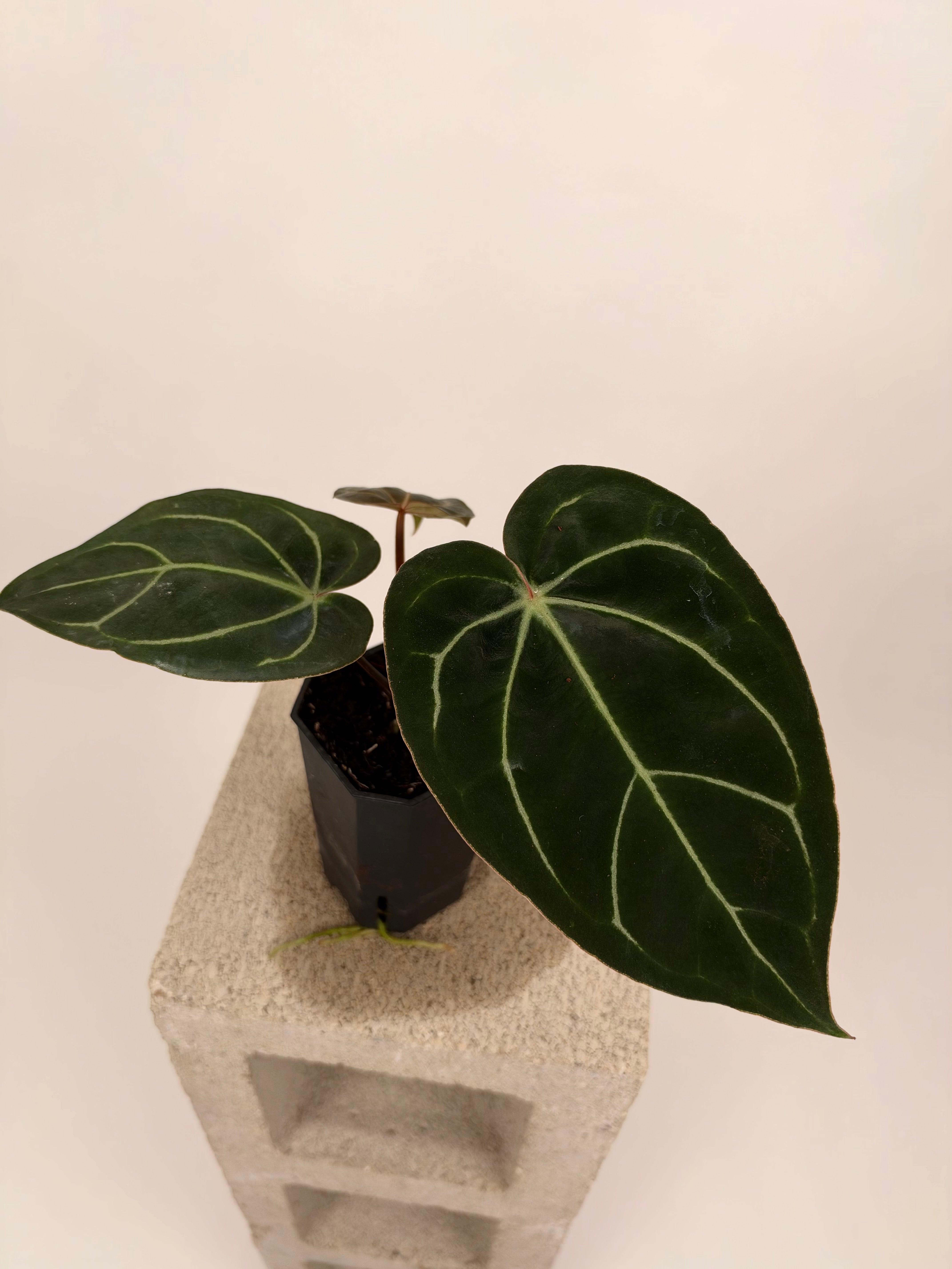 Products – Buz Plants