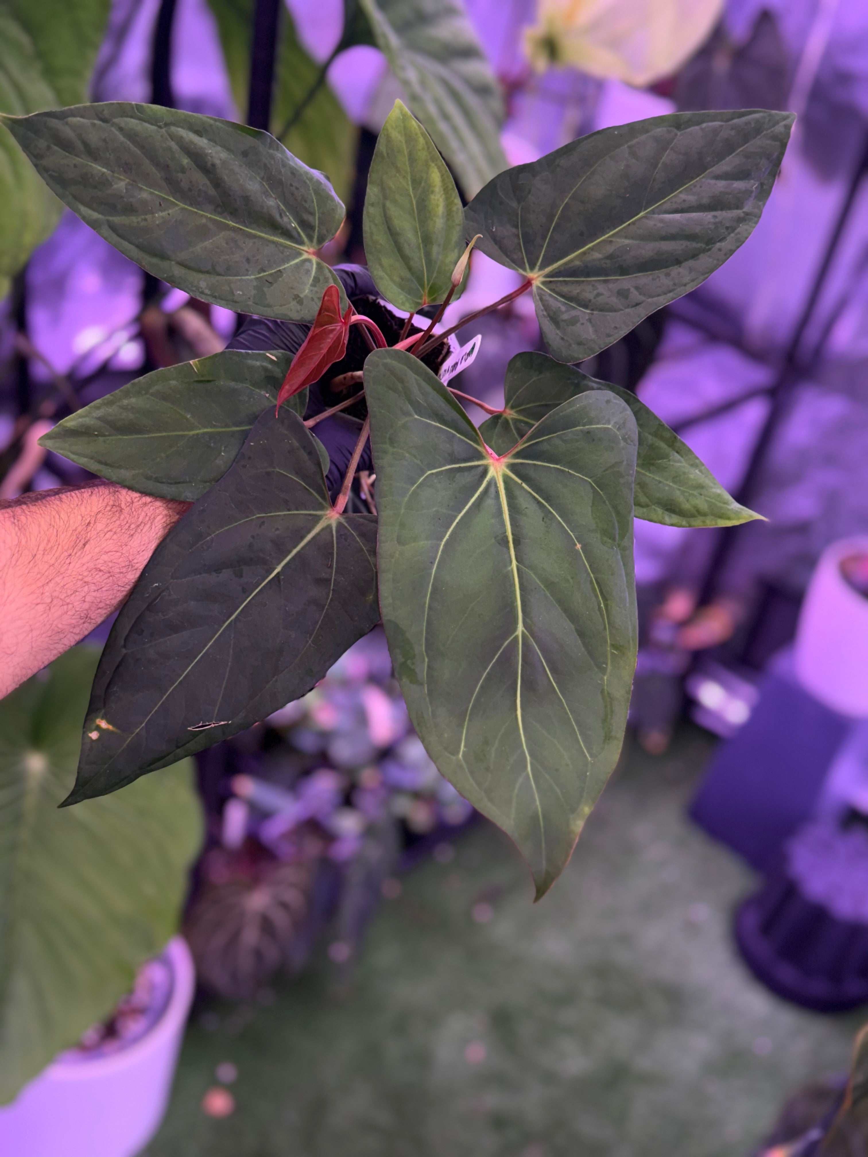 Anthurium carlablackiae RA15 x ustuopoense